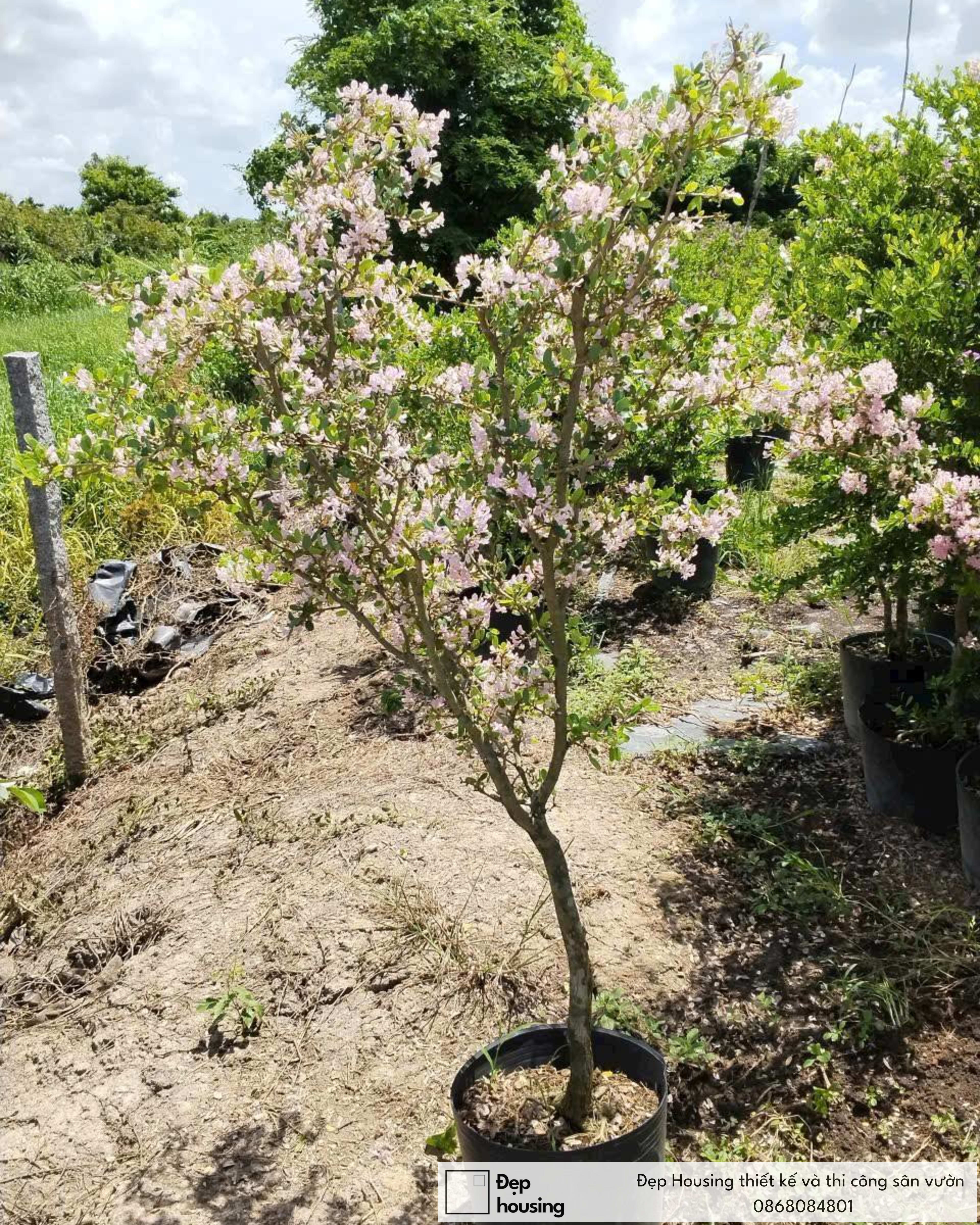 Cây linh sam hồng sakura