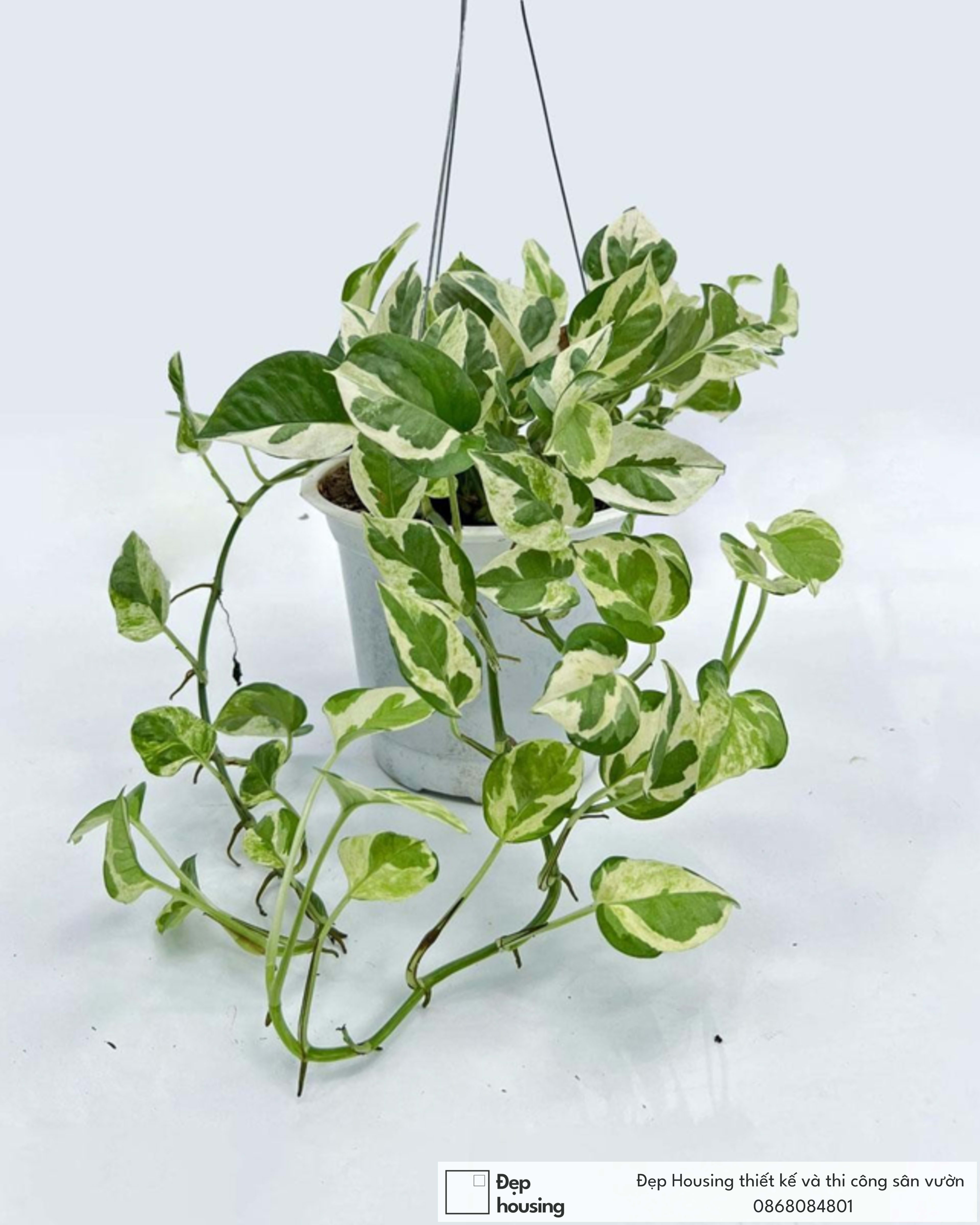 Trầu bà cẩm thạch