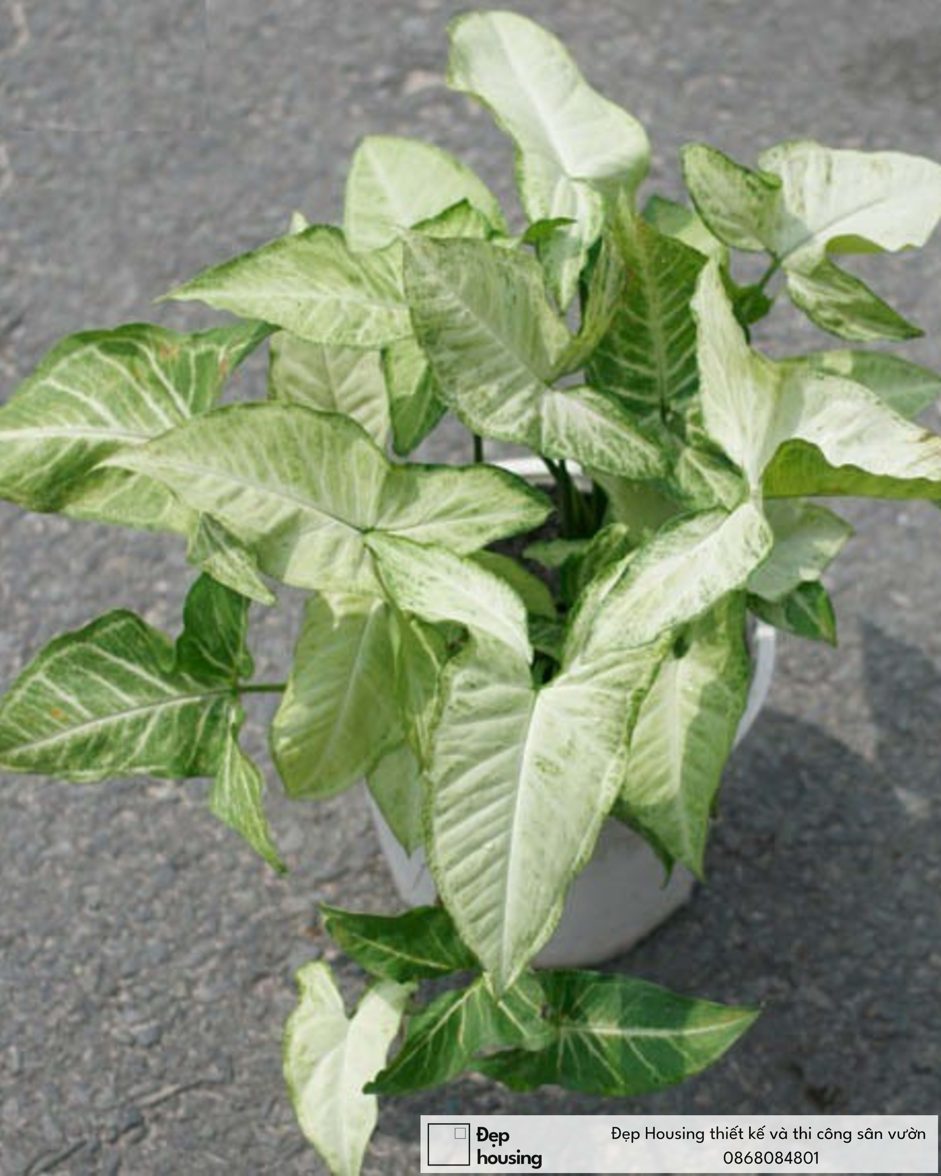 Tróc bạc