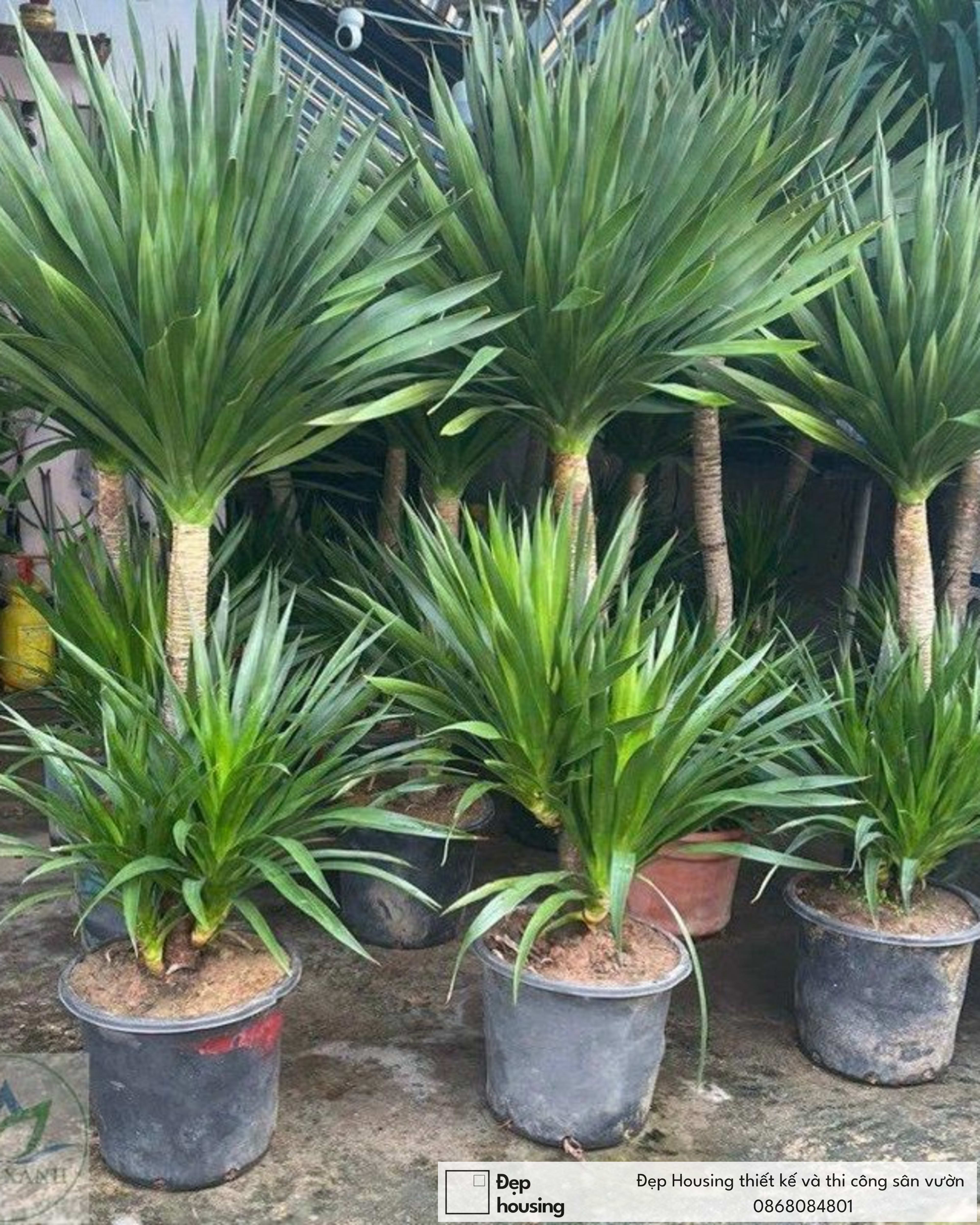 Phát tài núi