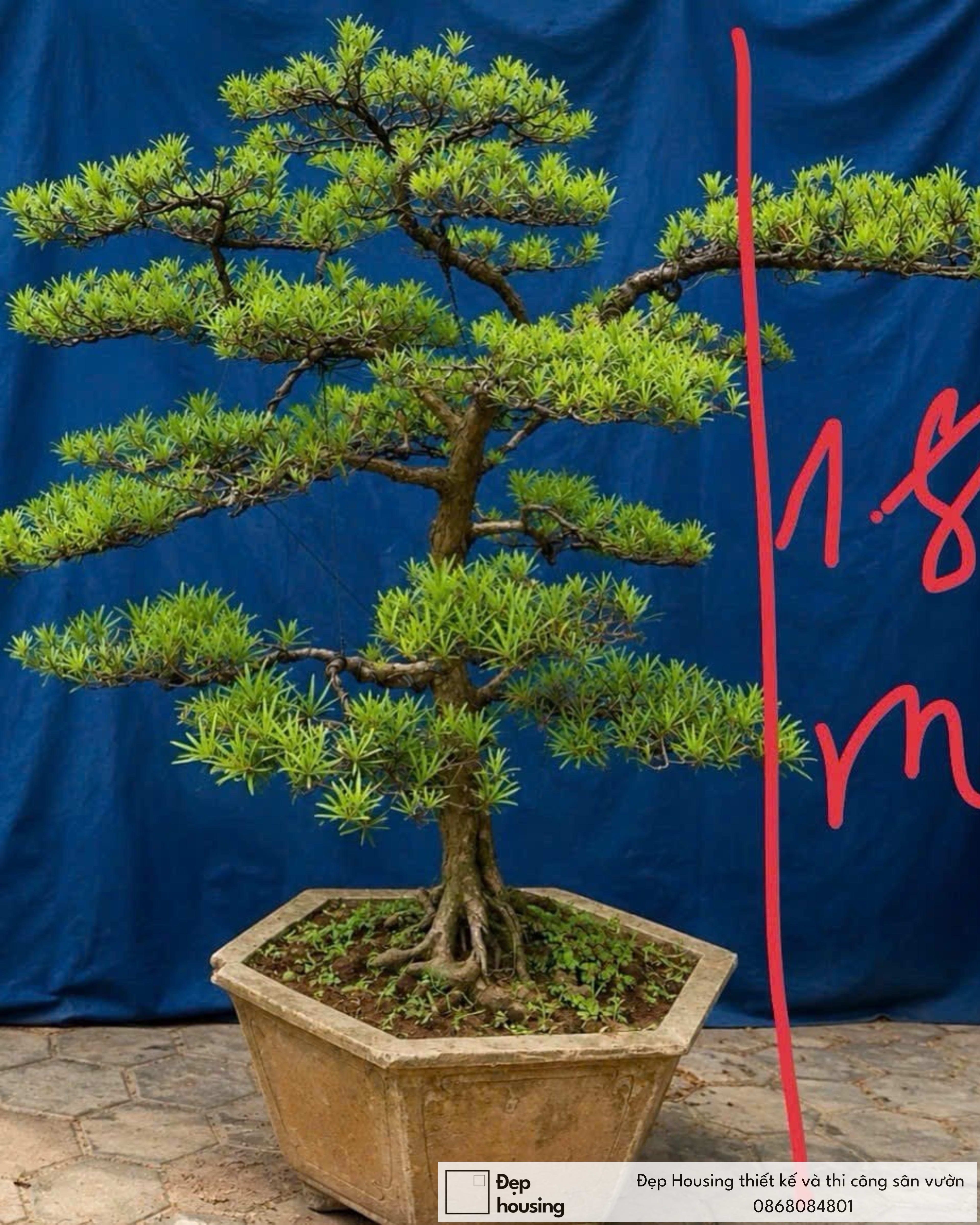 Tùng bonsai