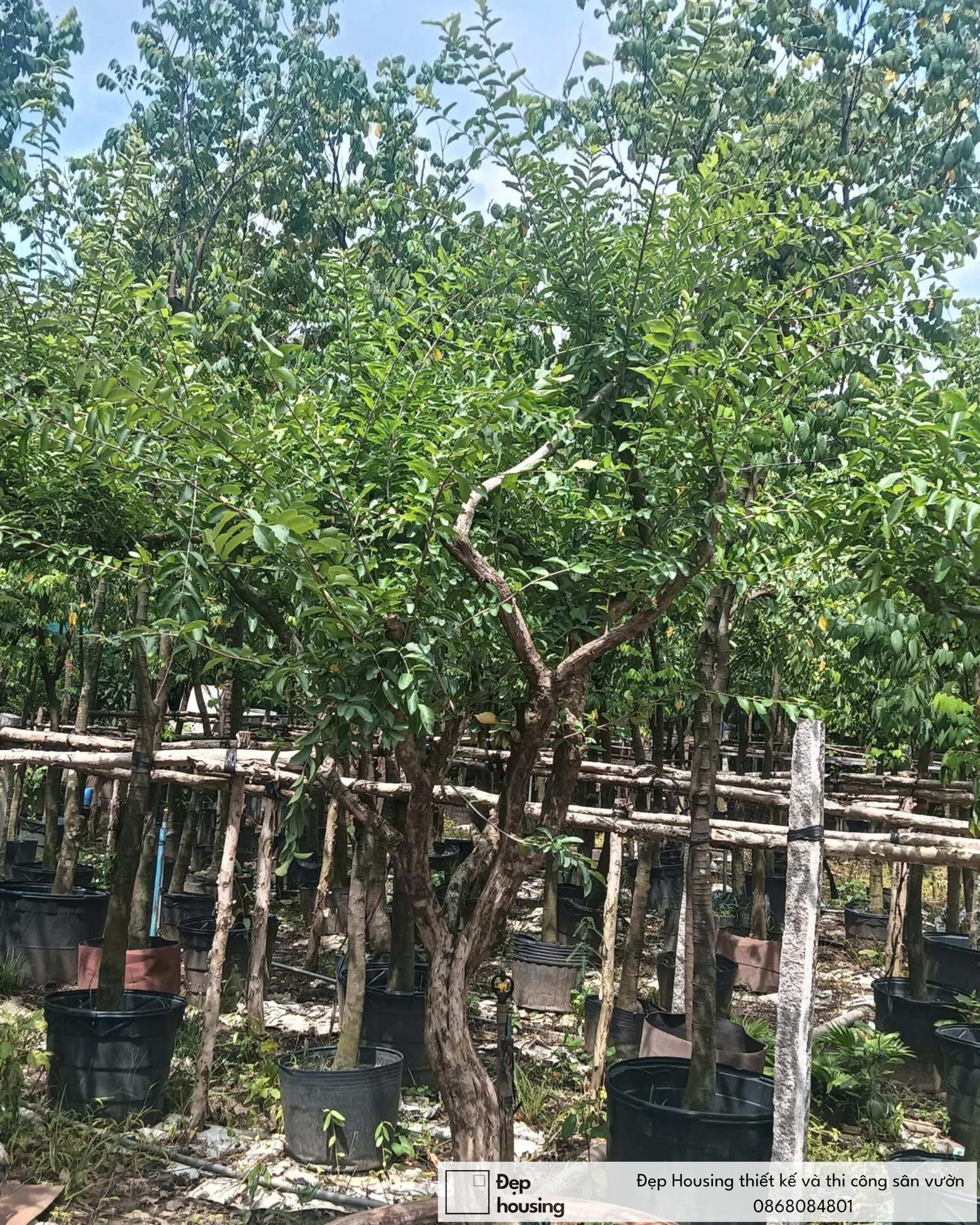 Cây Sơ Ri