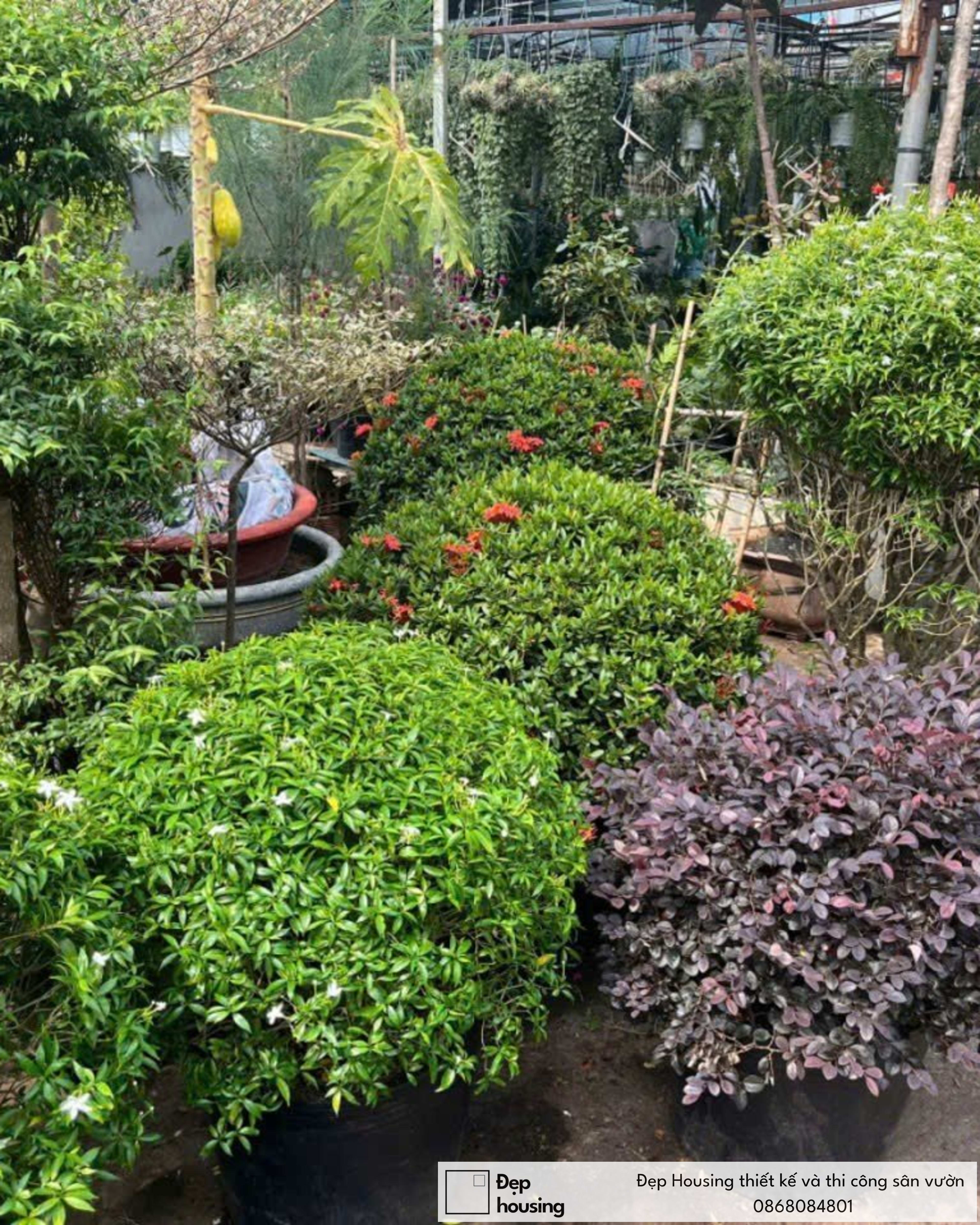 Cây nguyệt quế thái form tròn bonsai