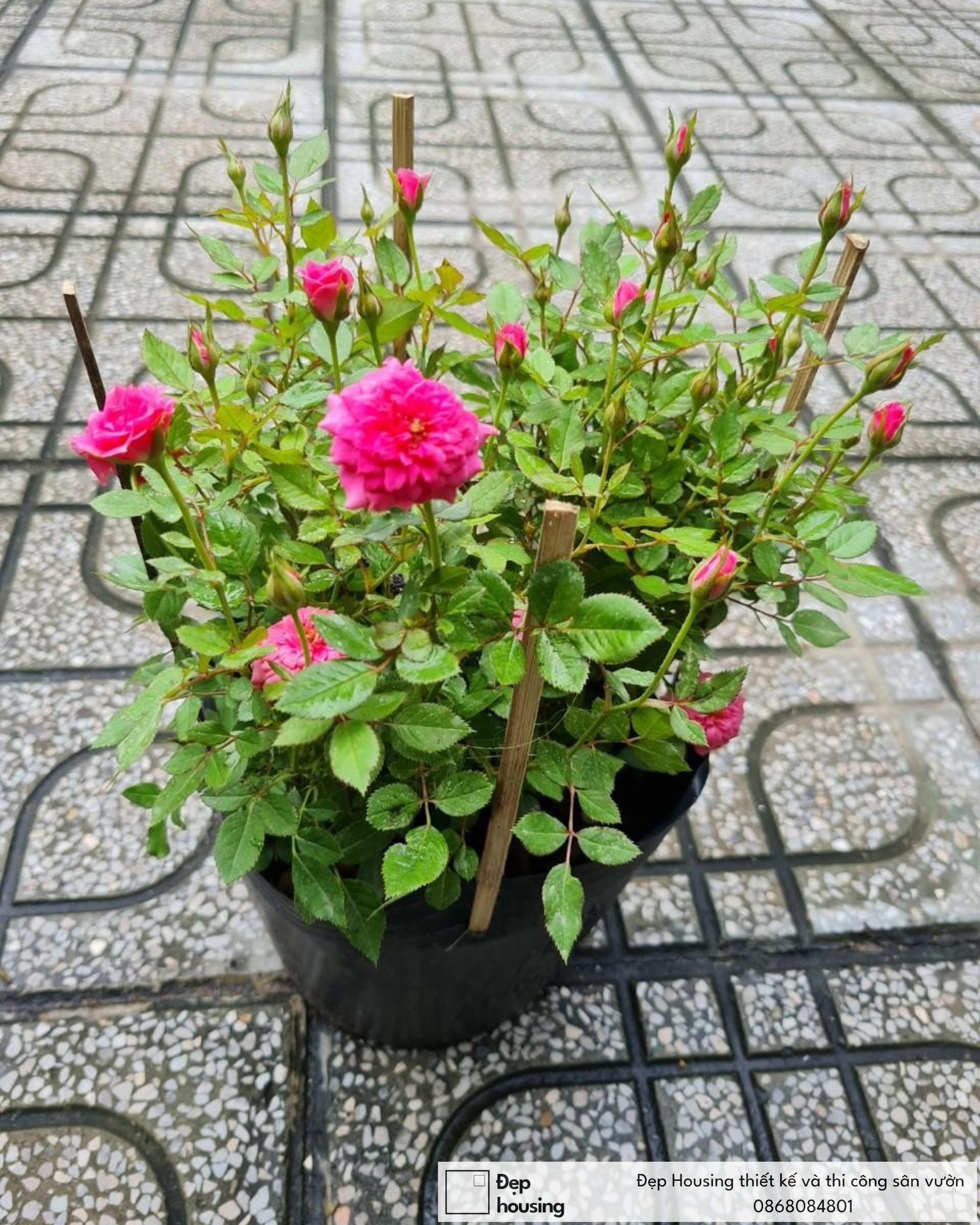 Hoa hồng tỉ muội