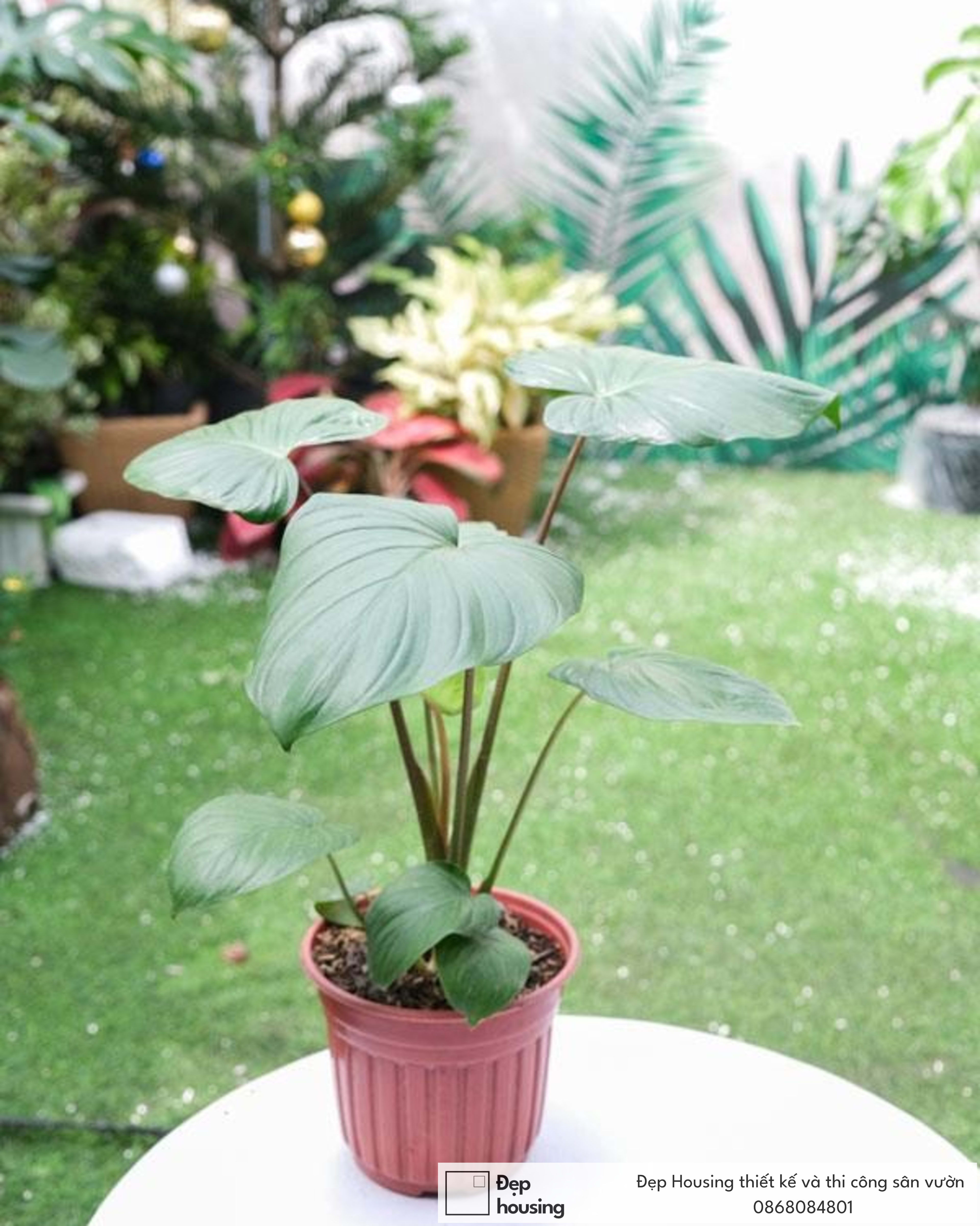 Thiên niên kiện