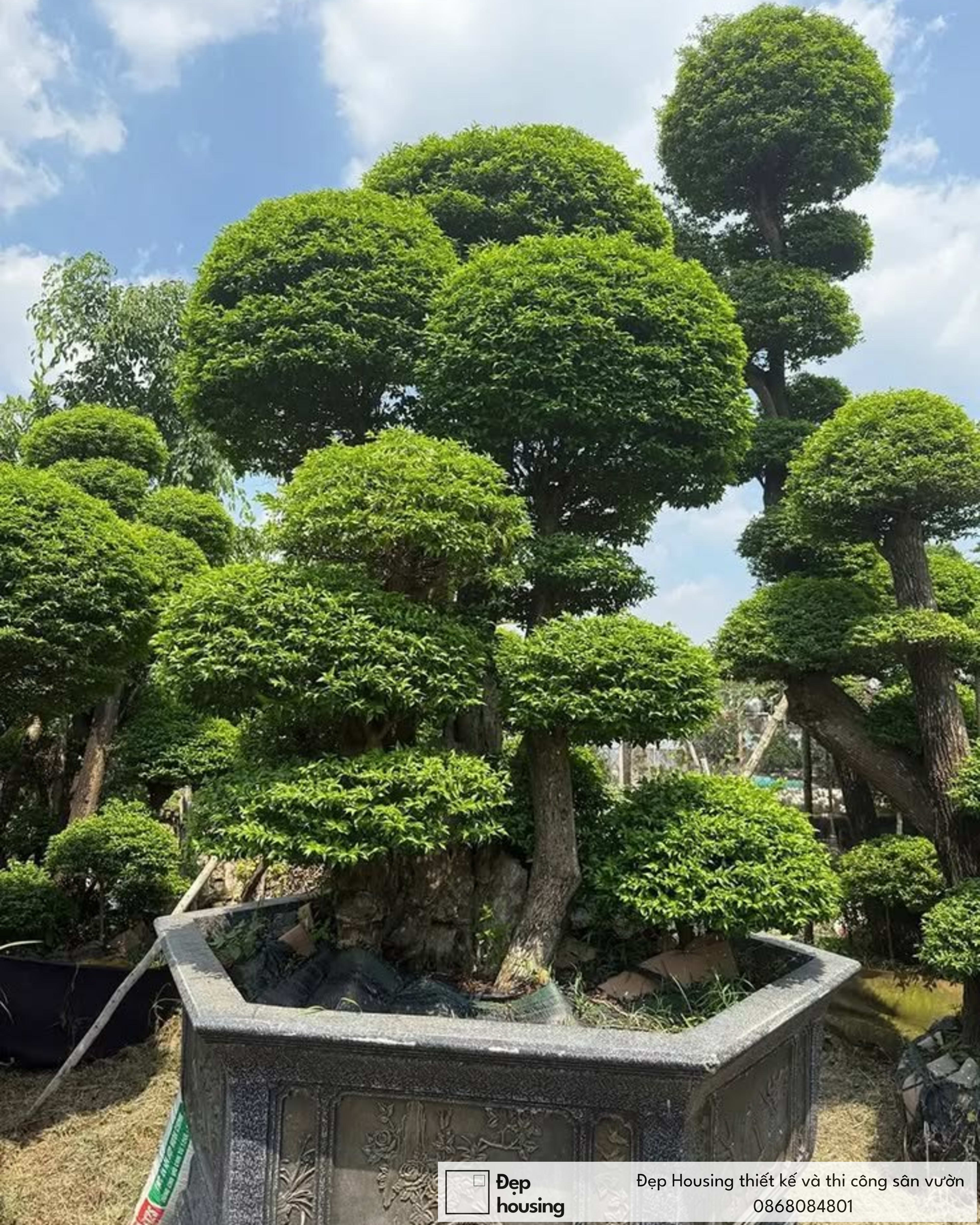 Mai chiếu thủy