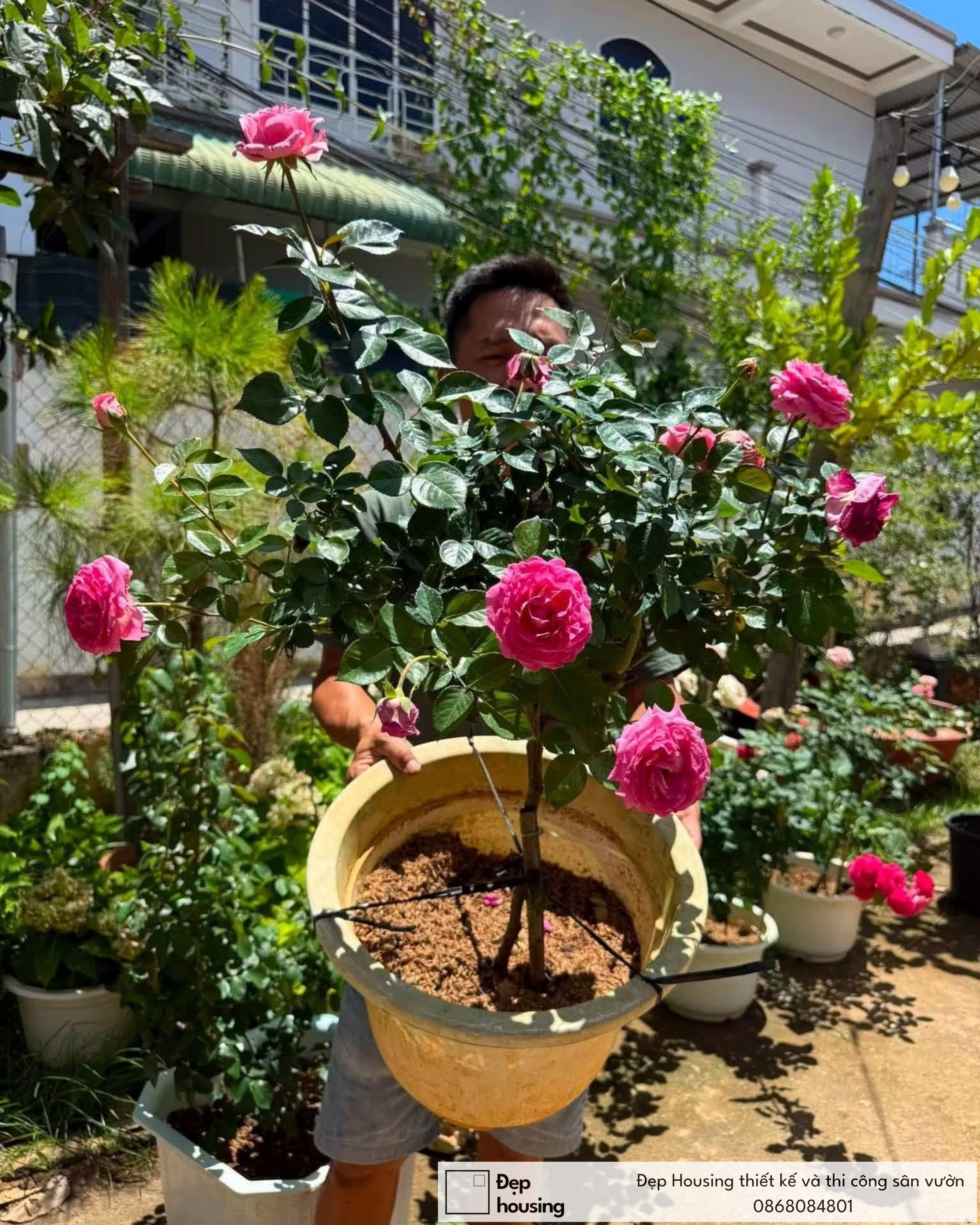 Hoa hồng tán dù