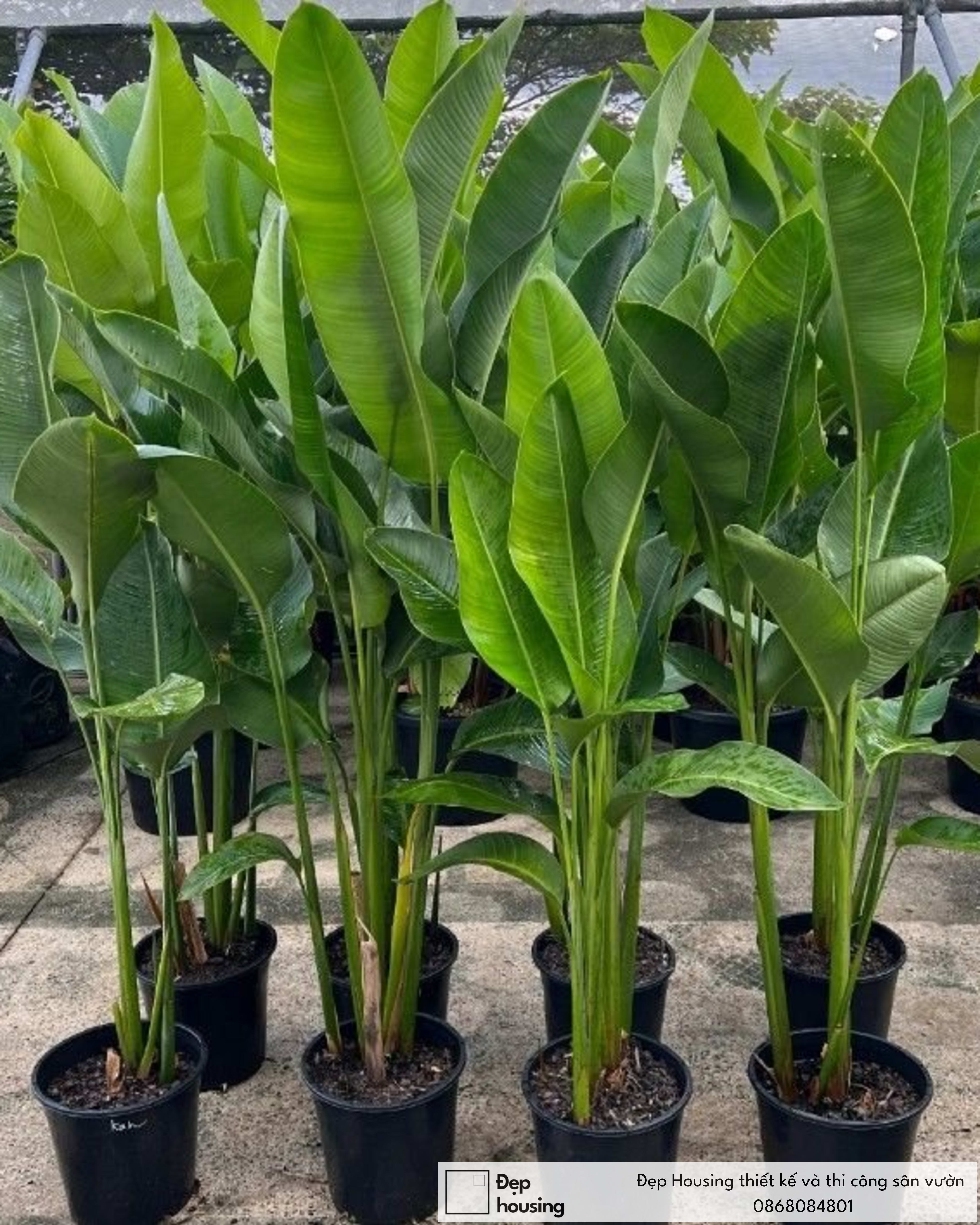 Chuối phượng hoàng