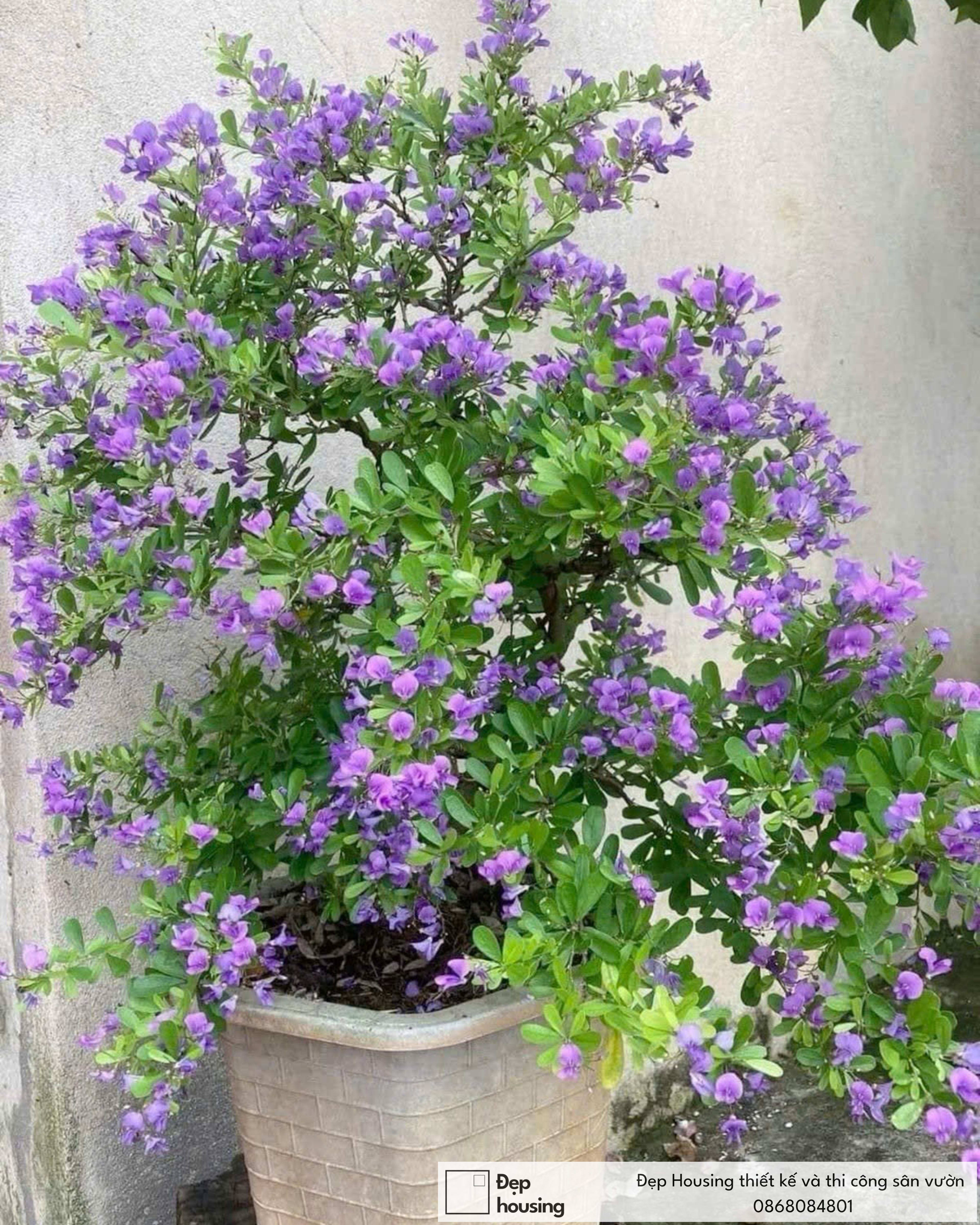 Cây linh sam nhỏ