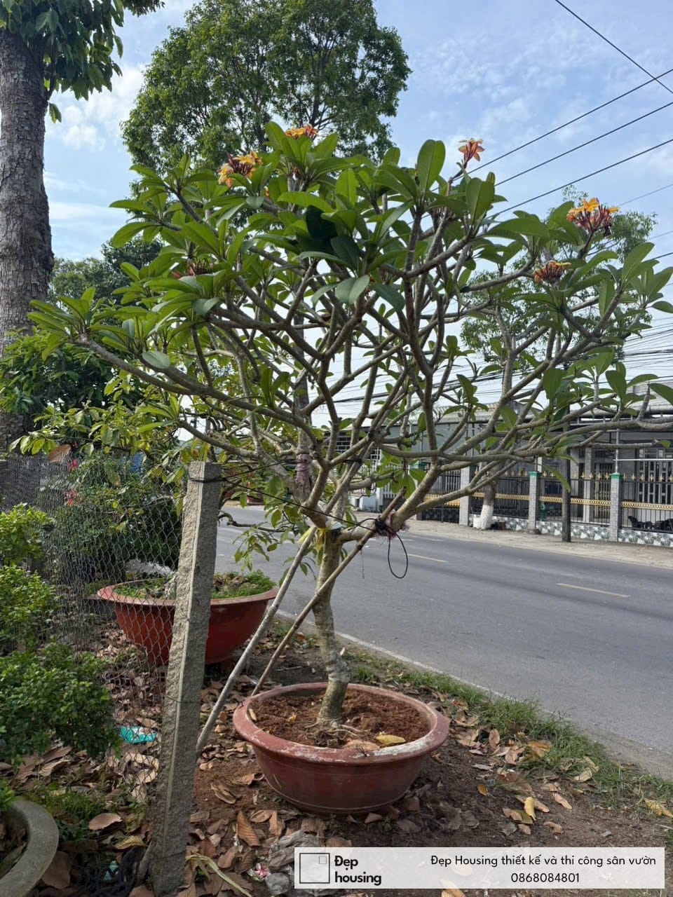 Hoa sứ