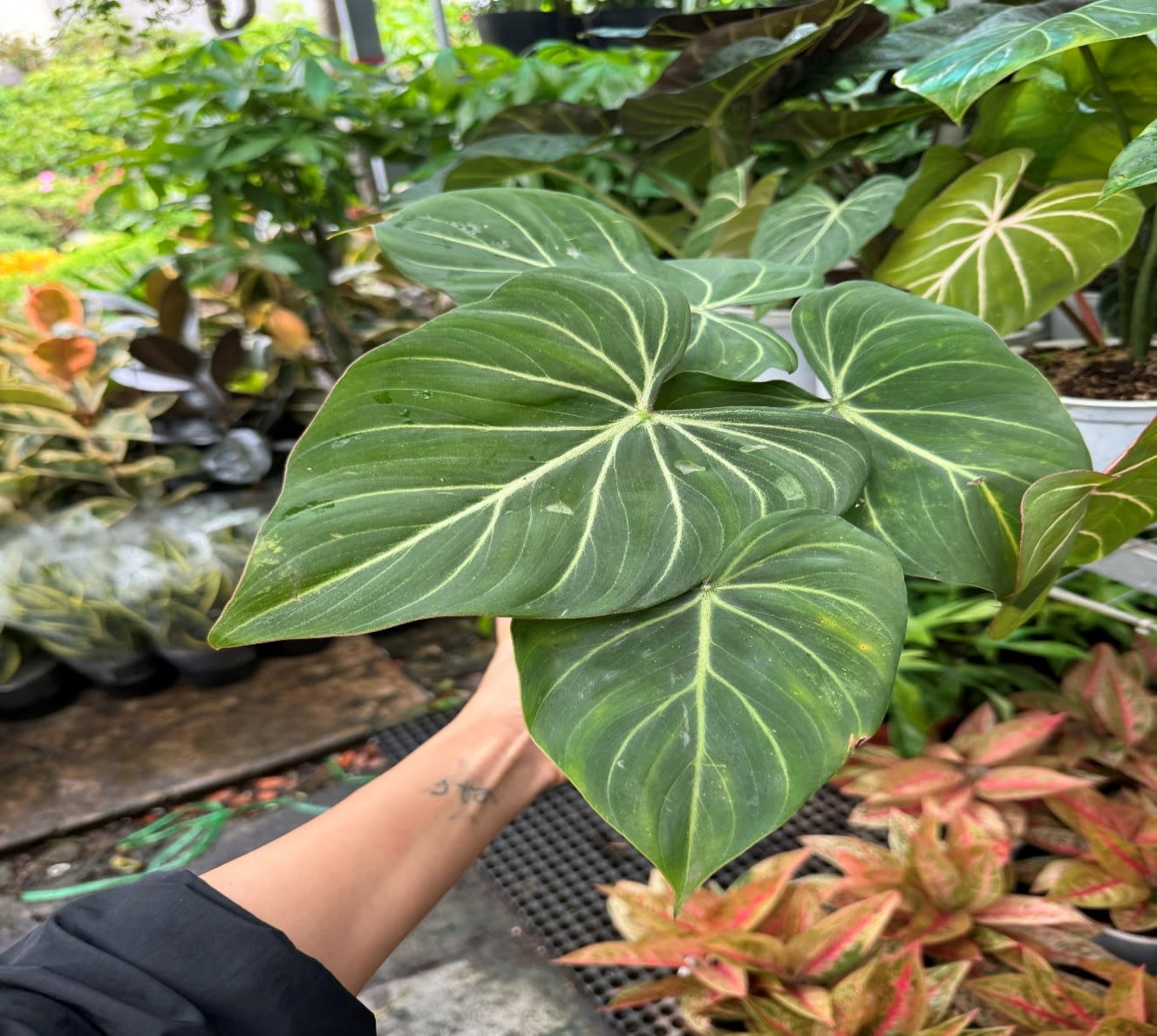 Cây Philodendron Gloriosum