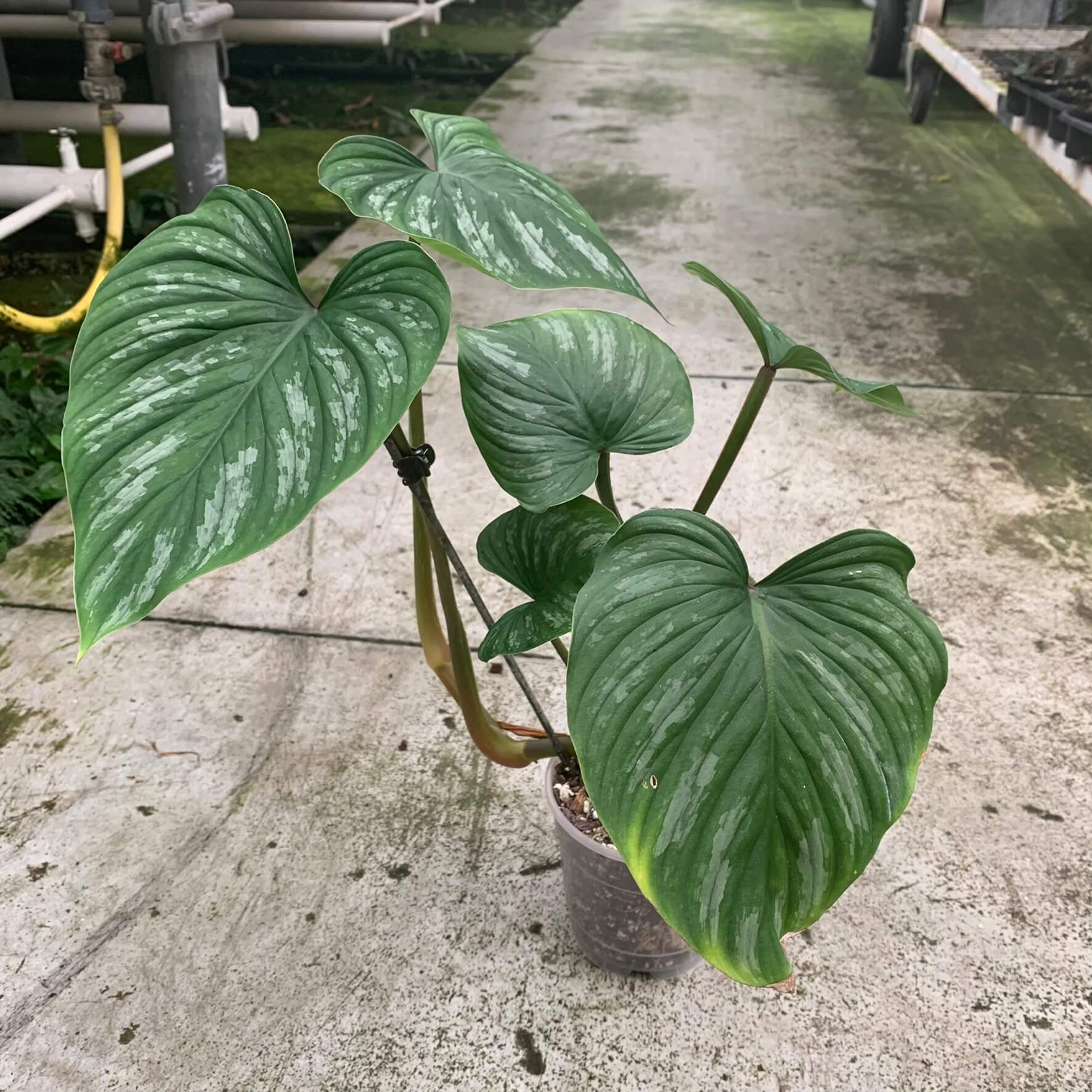 Cây Philodendron mamei