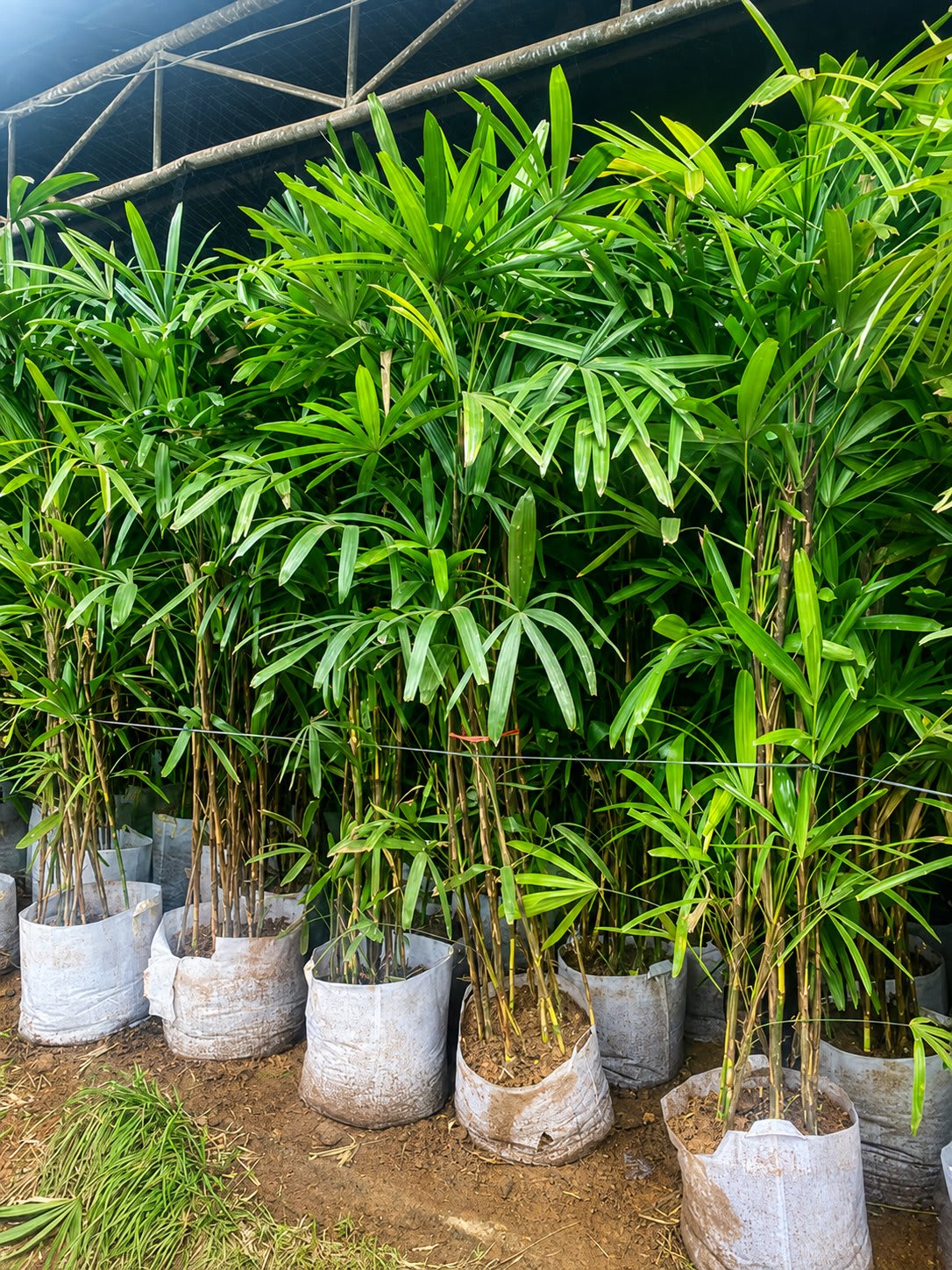 Cây trúc mây lớn