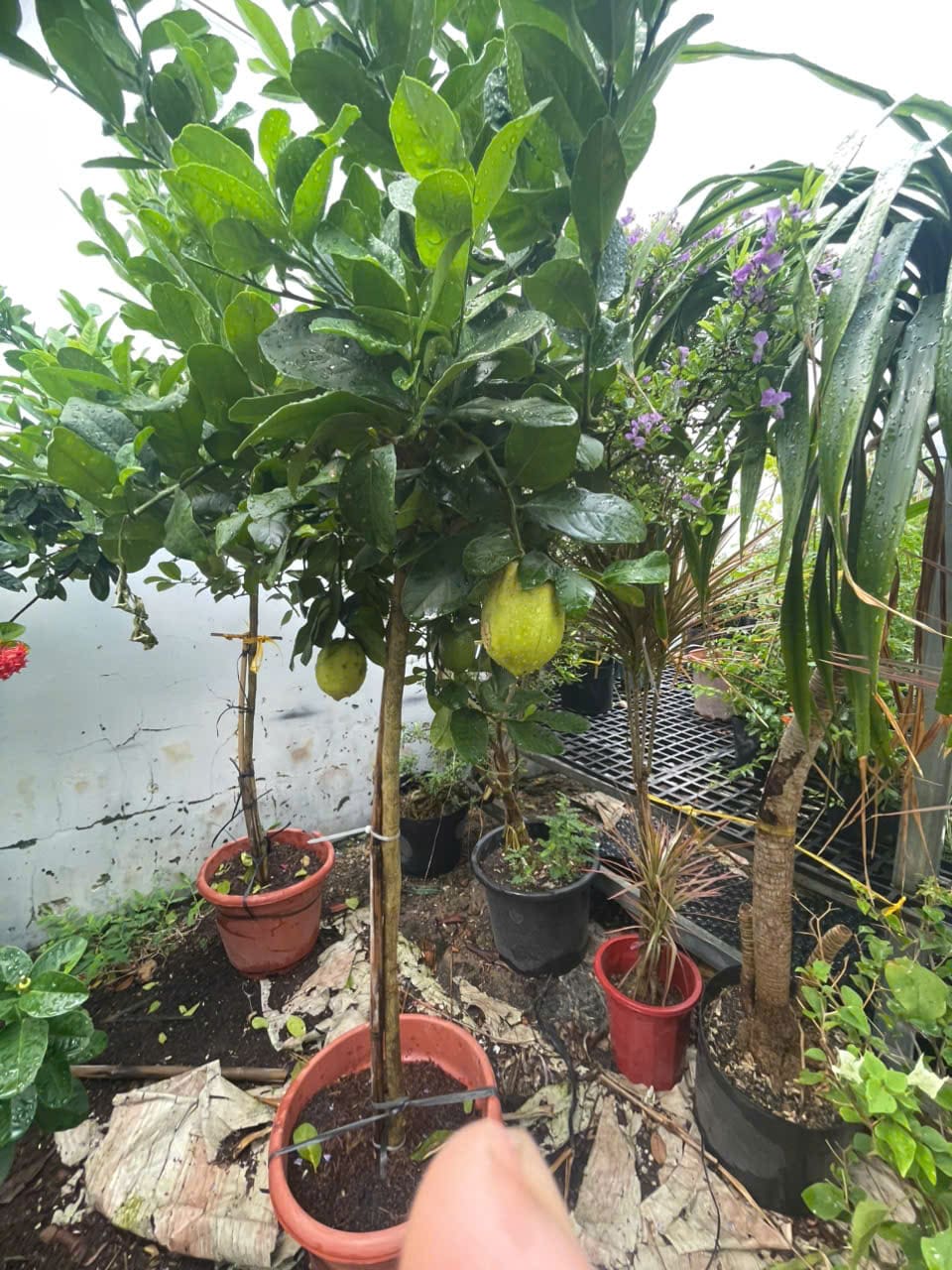 Chanh vàng dáng tree