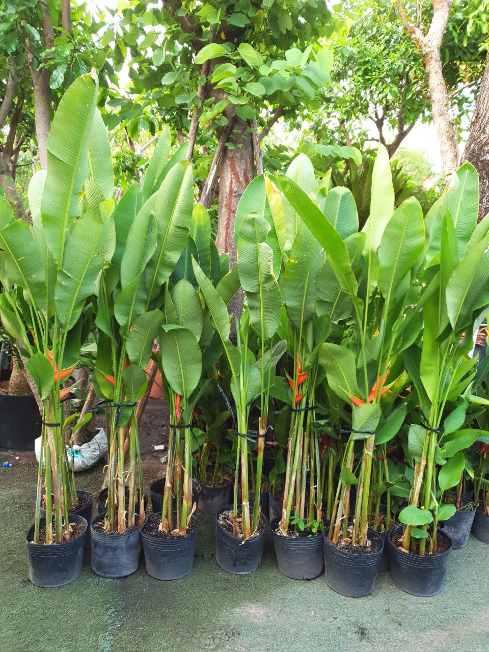 Chuối cá