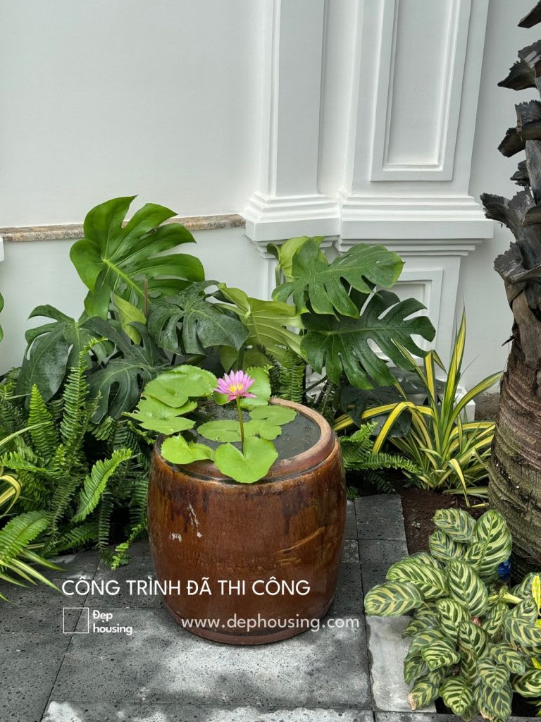Trồng cây trang trí nhà đẹp tại Củ Chi