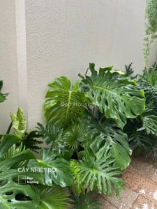 Vườn nhiệt đới Tropical Garden — ảnh 7