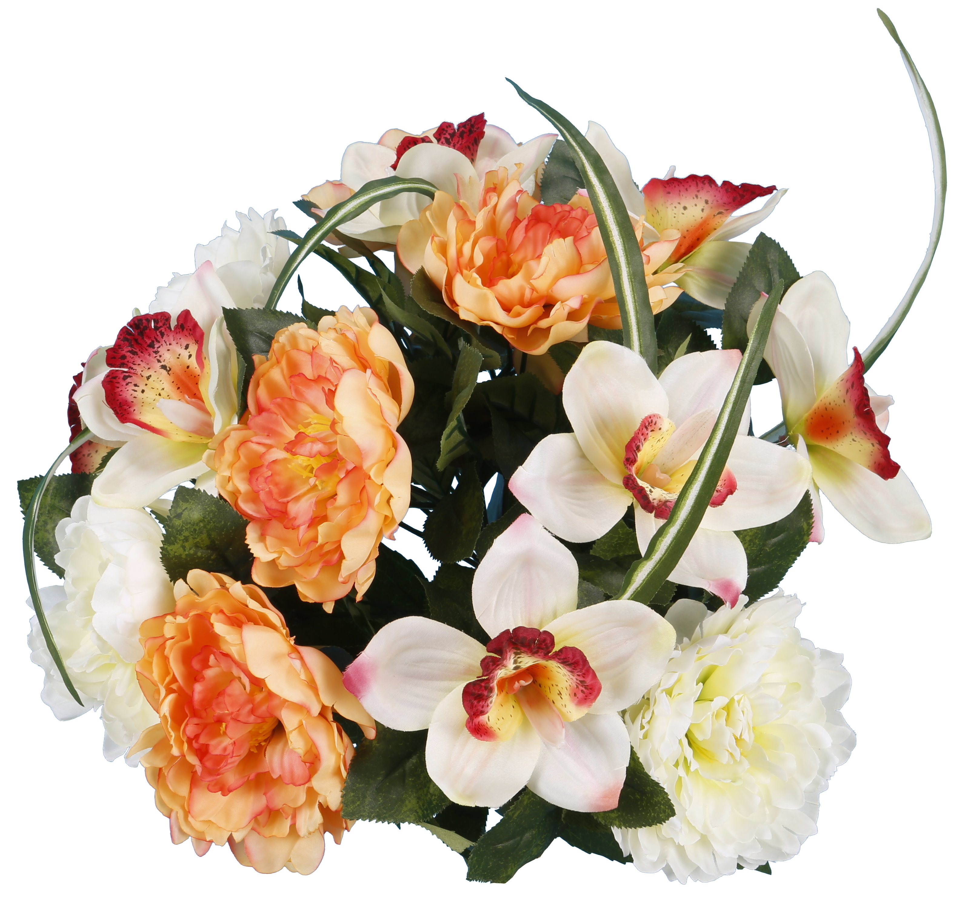 Orchidée Mélancolie