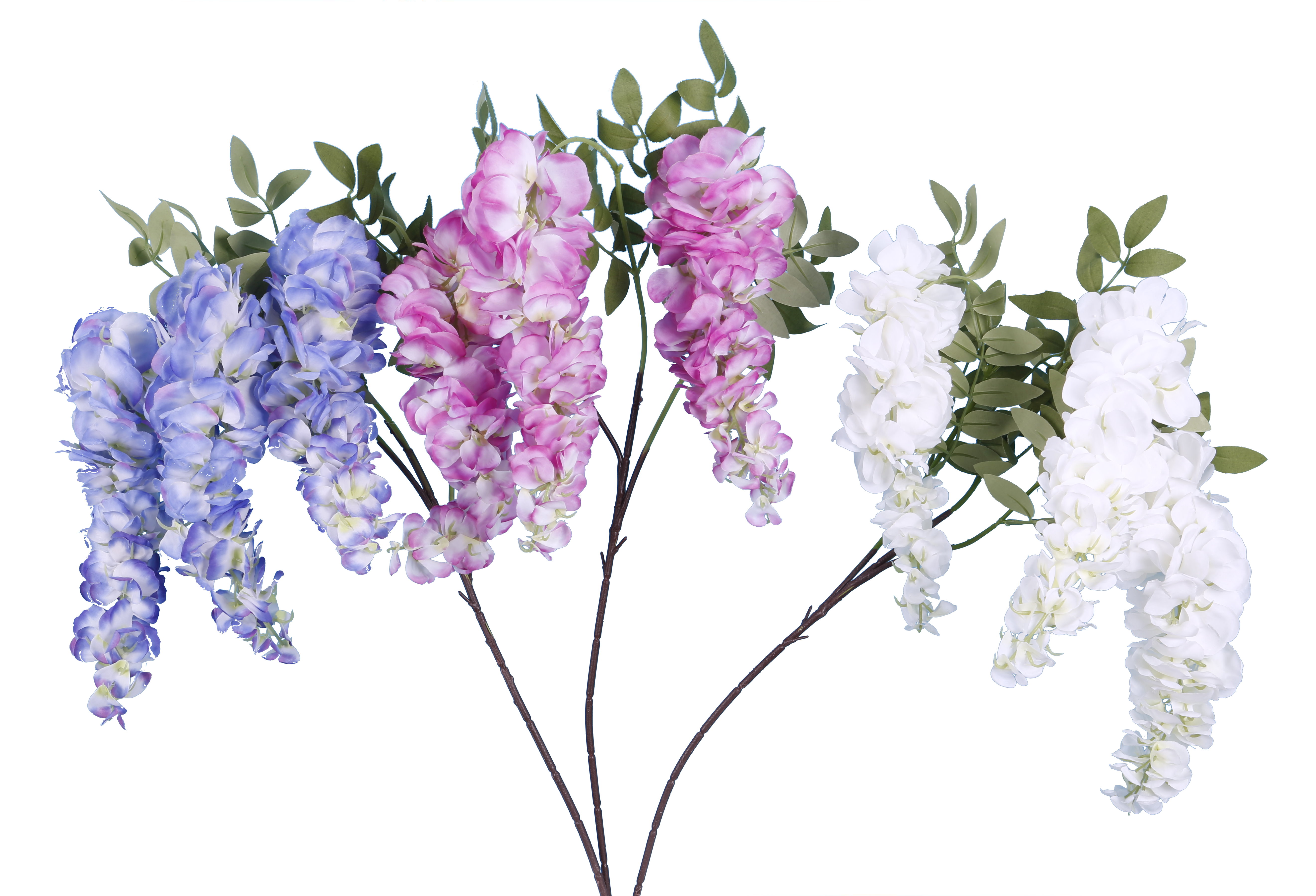 Branches de Wisteria