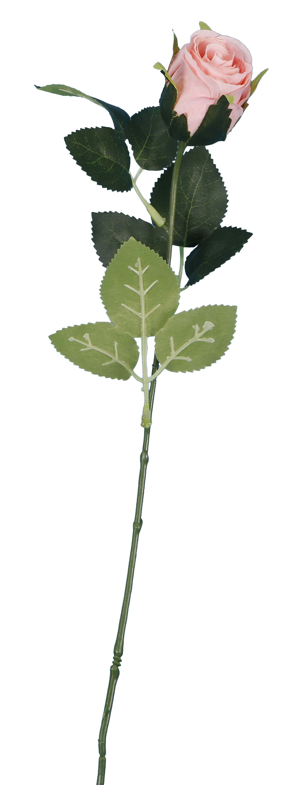Tige Rose