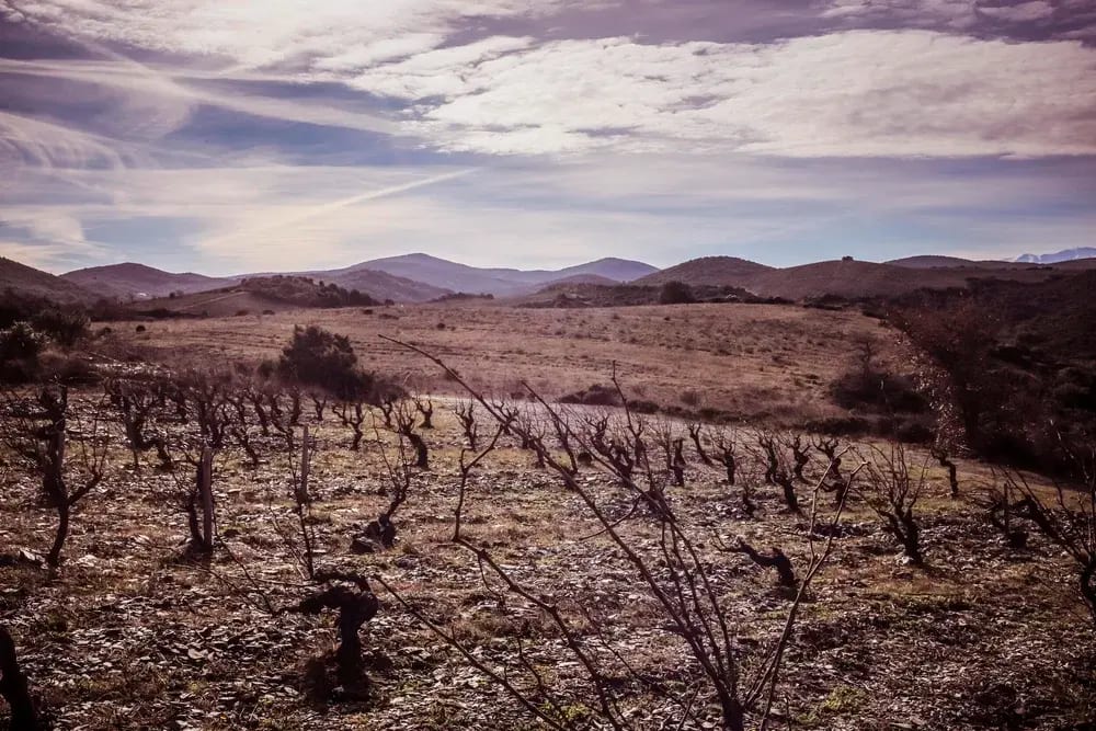 Domaine Balansa — vue 4