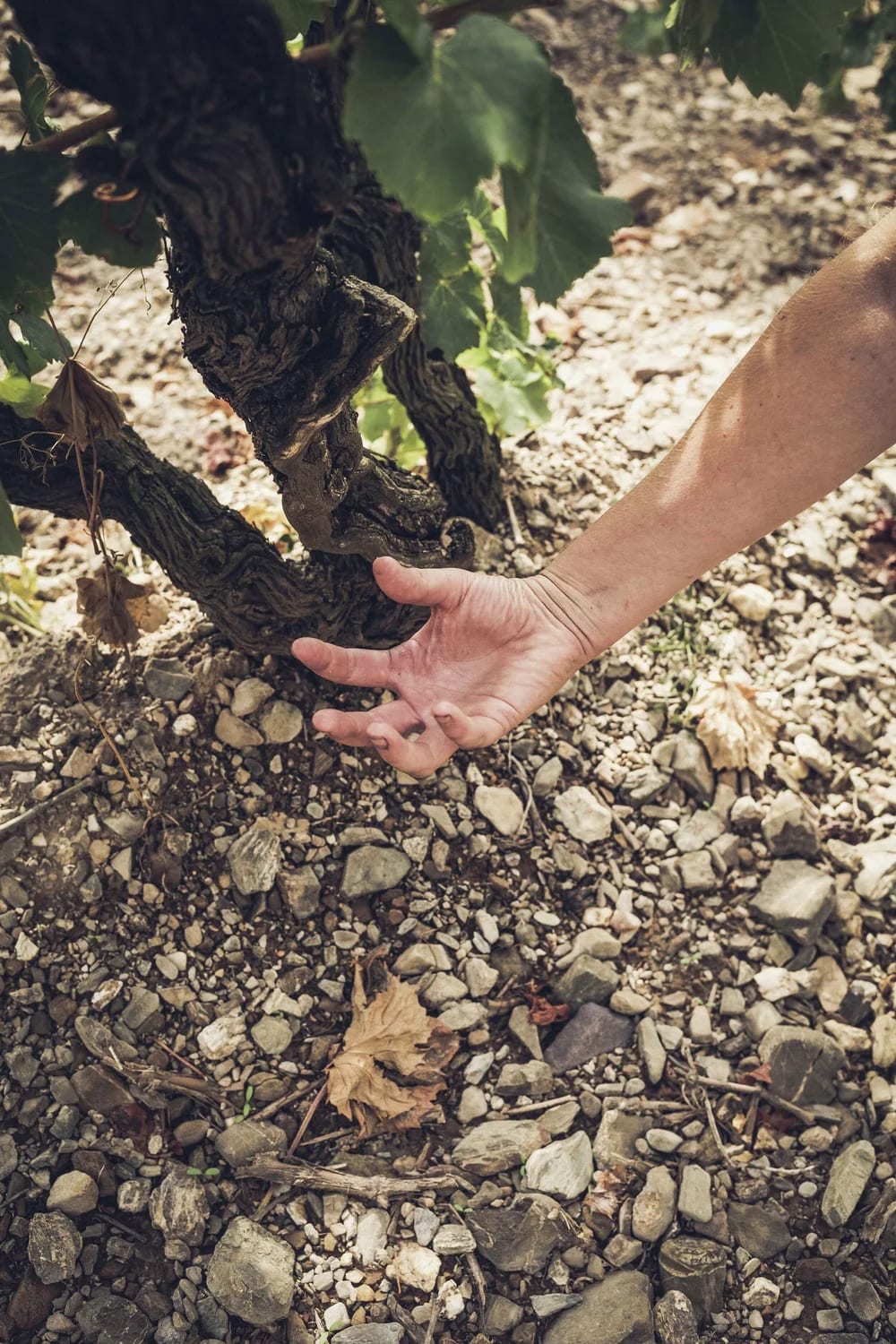 Clos des Pères — vue 5