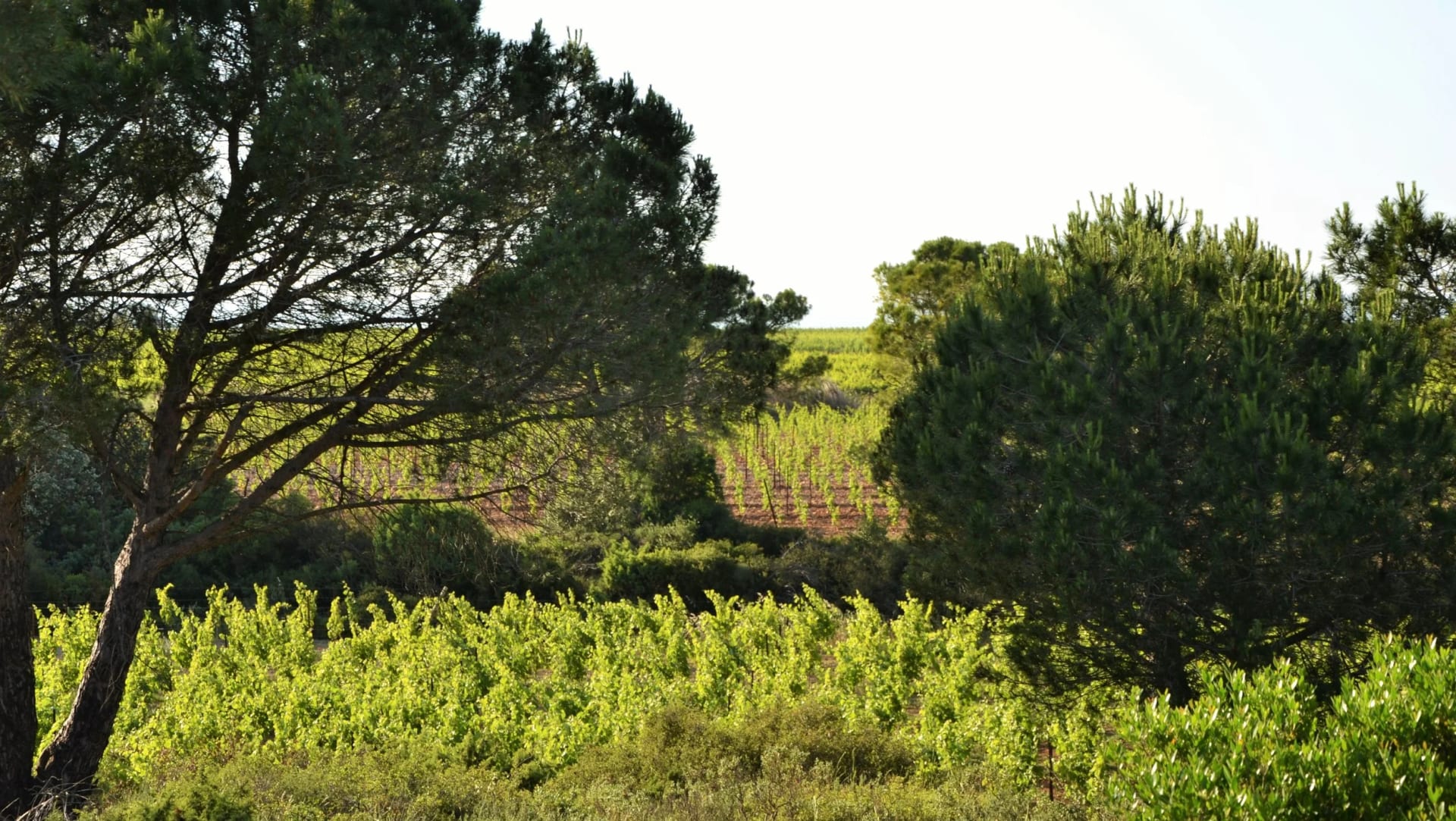 Sarrat de Goundy — vue 4