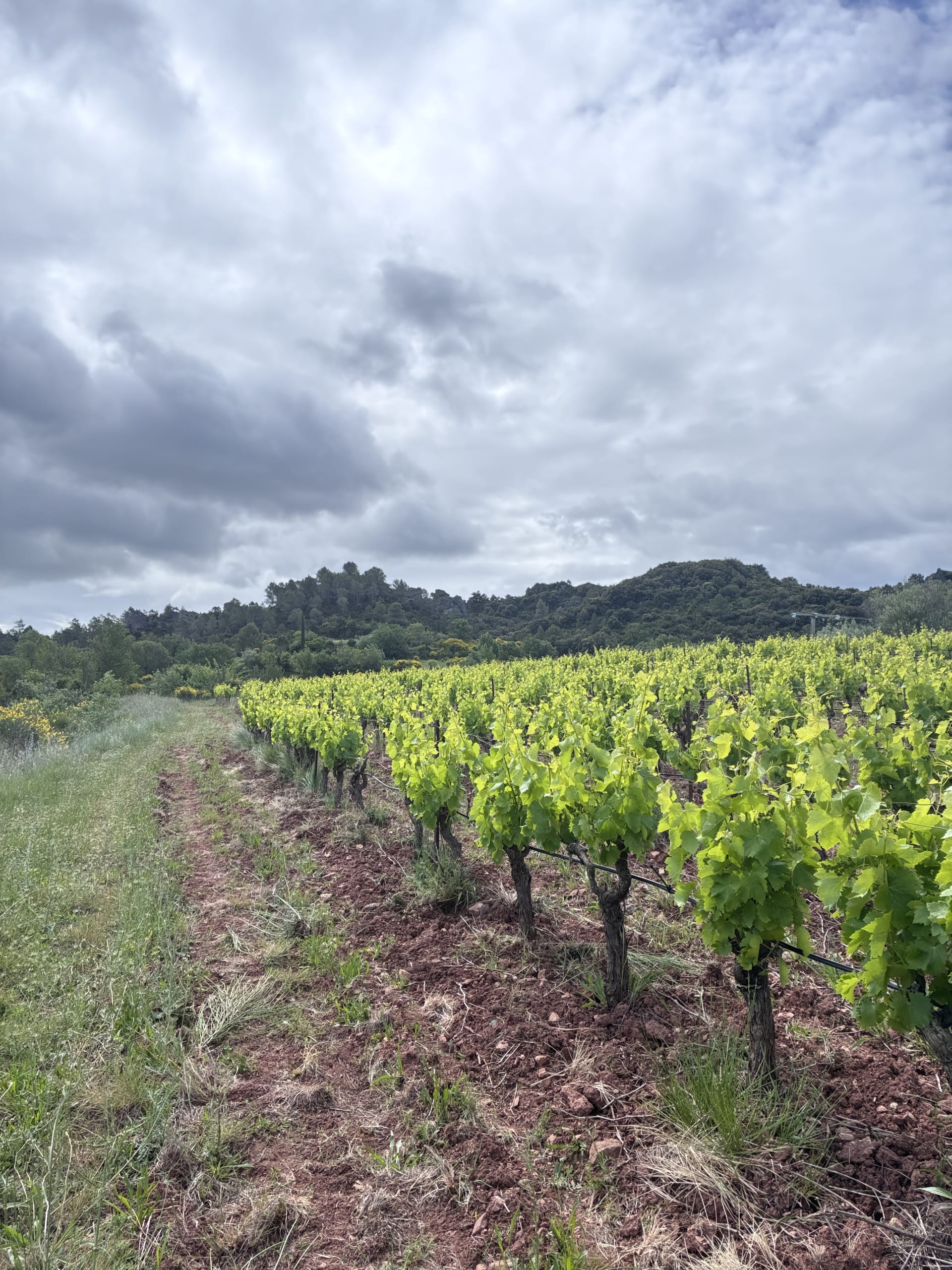 Domaine Augusta — vue 1