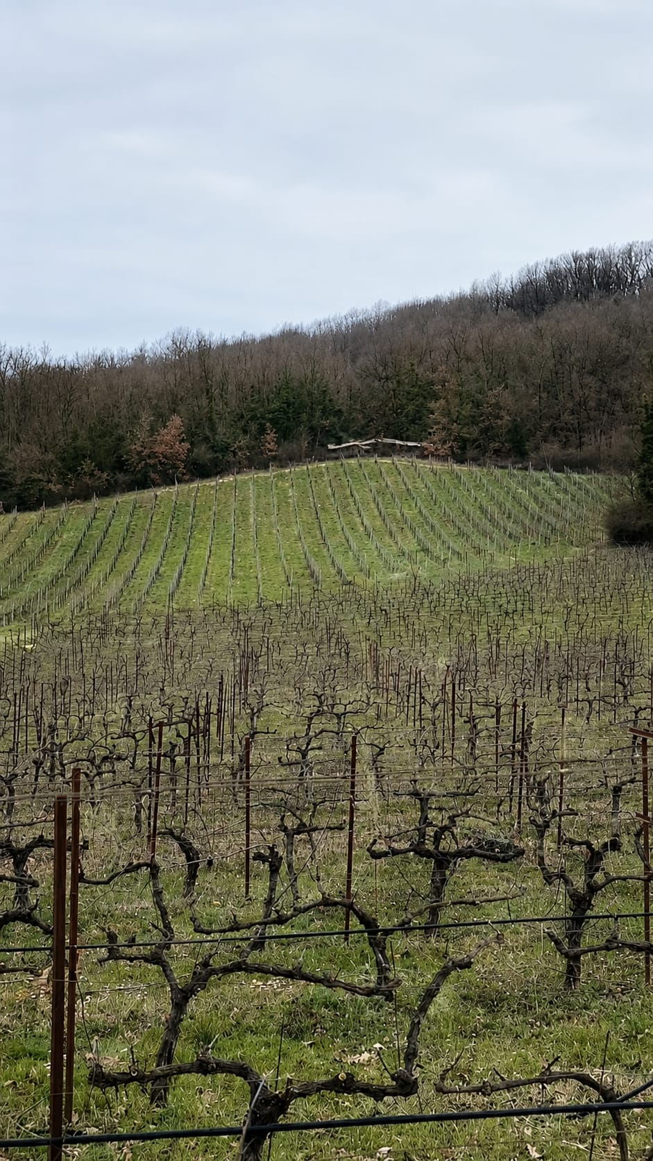 Domaine Glinavos — vue 2