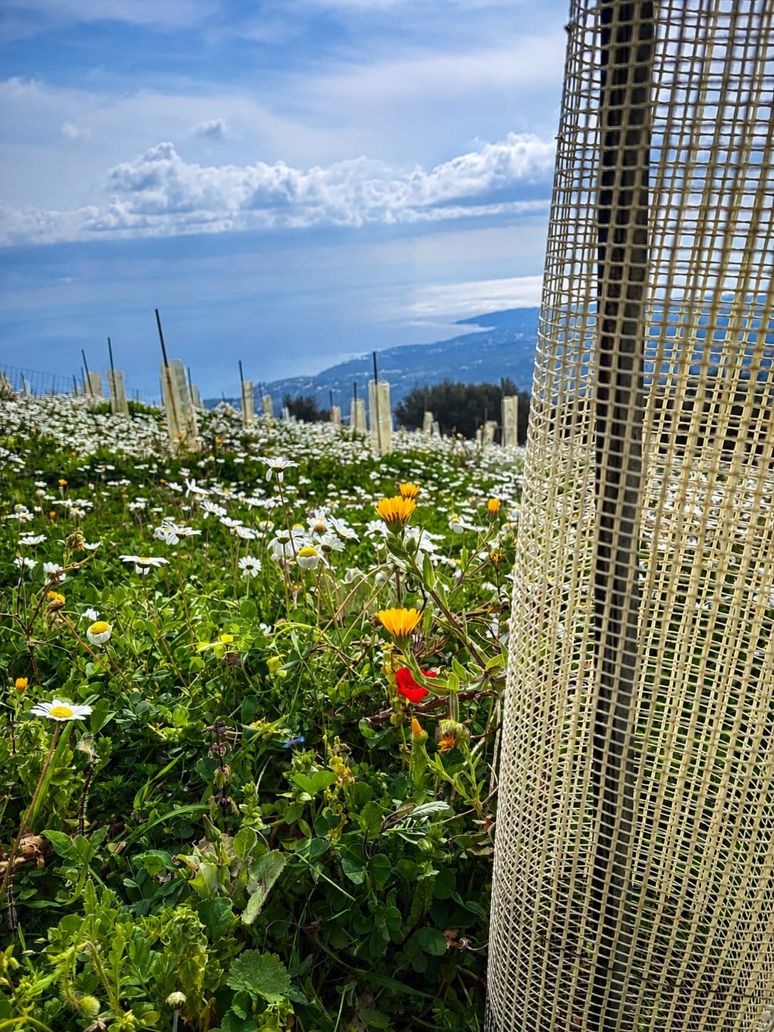 Domaine Sarris — vue 1