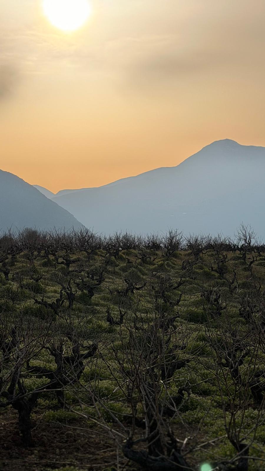 Domaine Tetramythos — vue 2