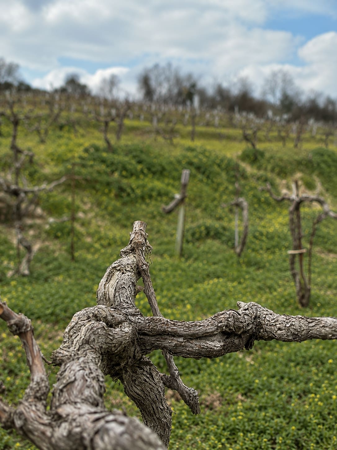 Domaine Zoumberakis — vue 2