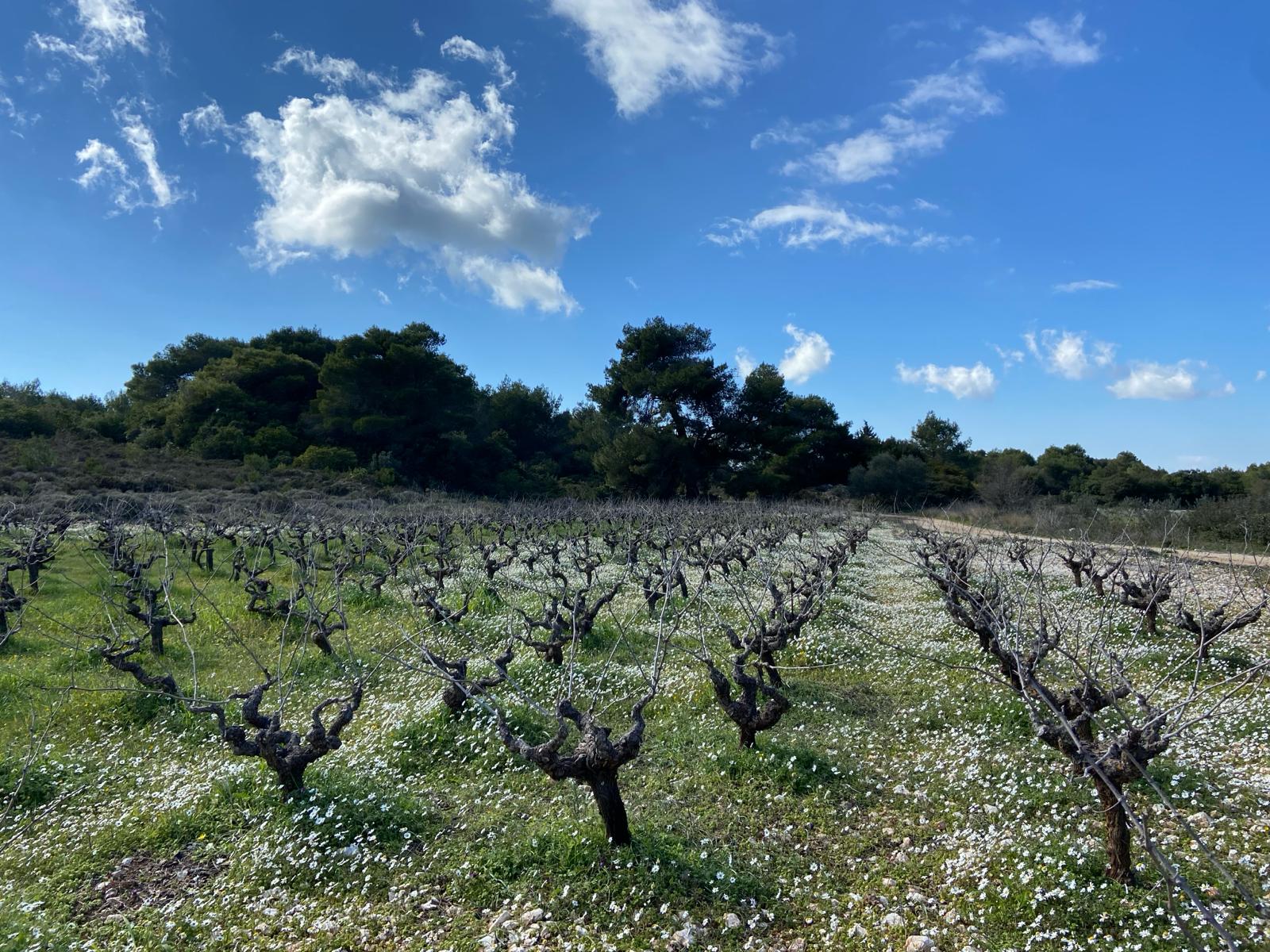 Domaine Kefallinos