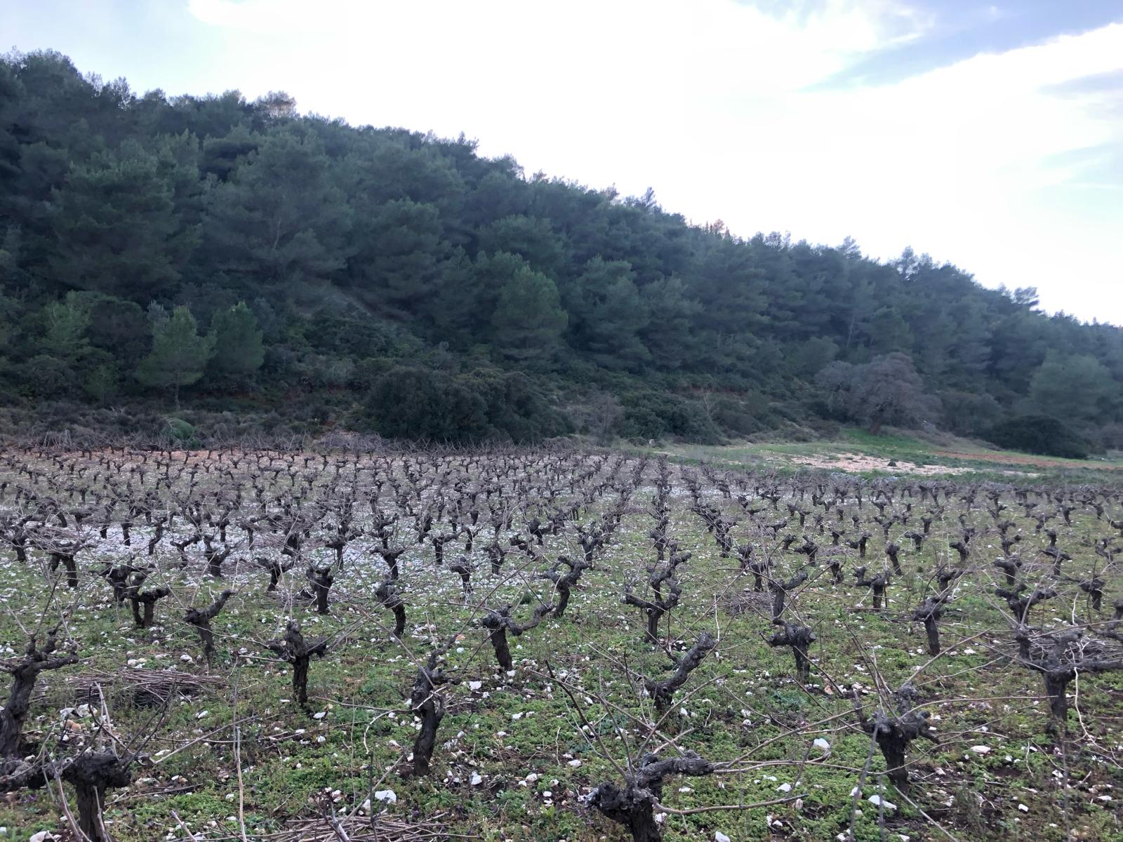 Domaine Kefallinos — vue 2