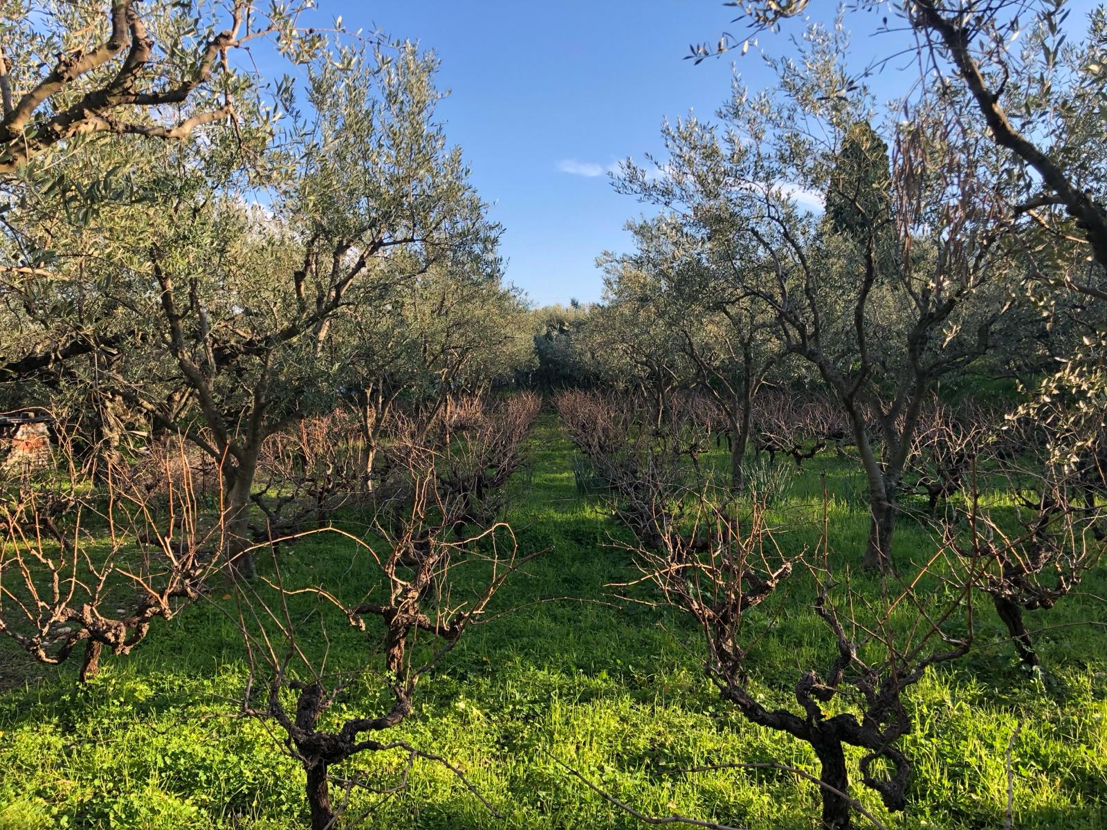 Domaine Kefallinos