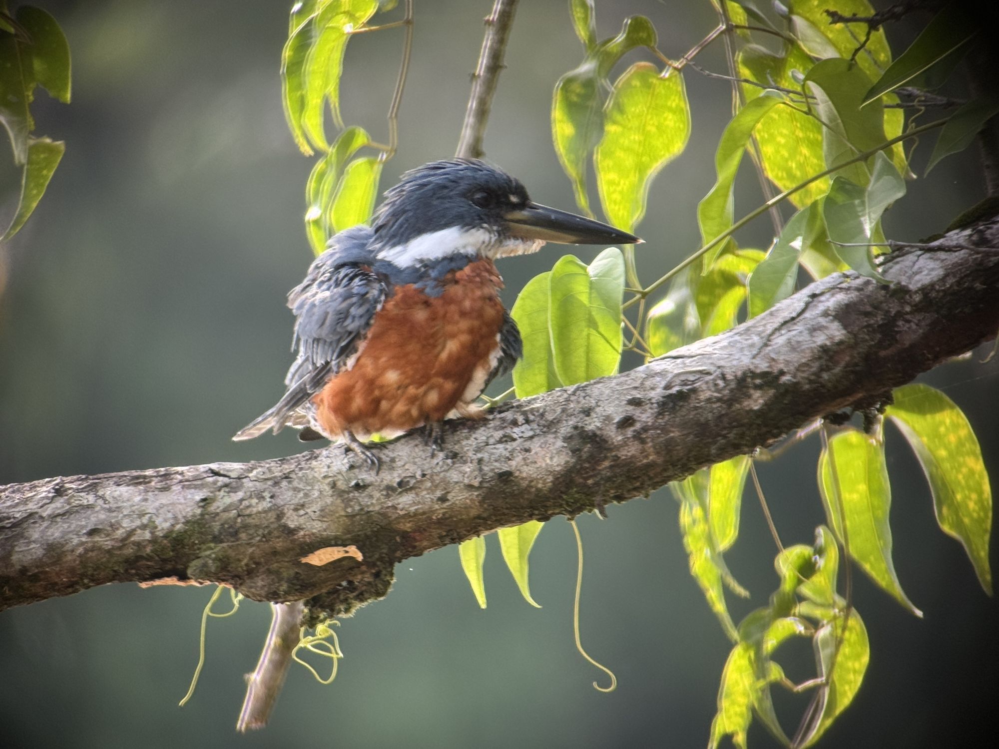barra_colorado_eisvogel_02.jpg