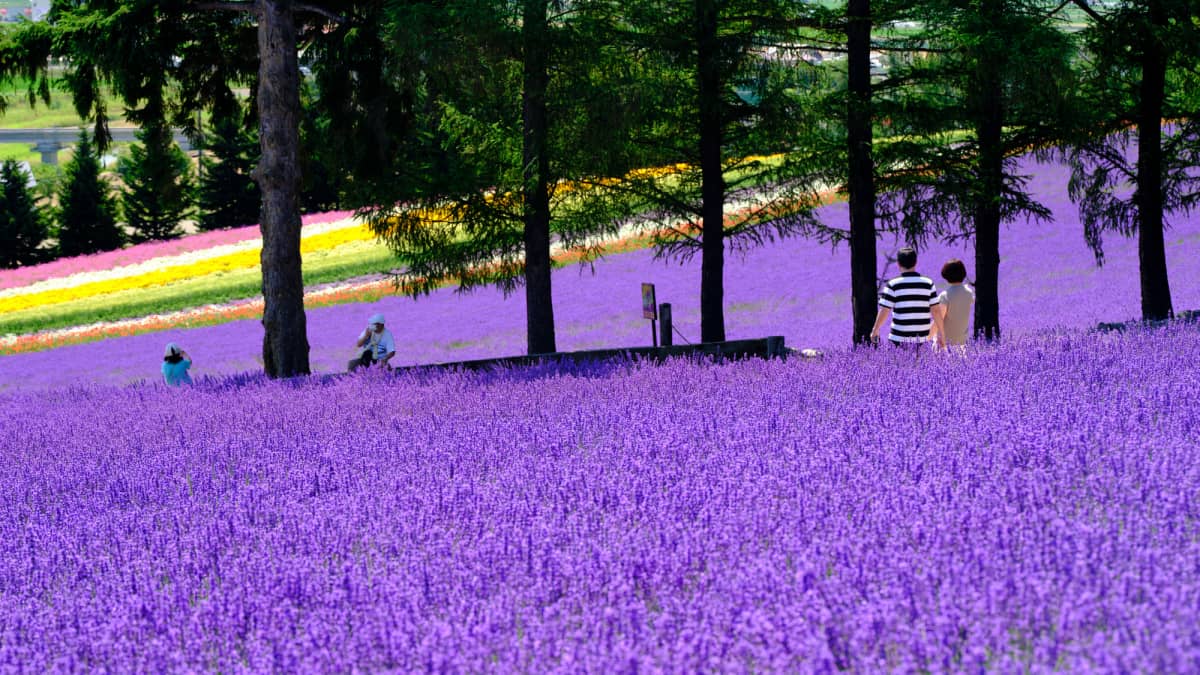 Farm Tomita