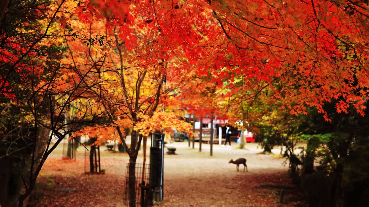 Momijidani Park