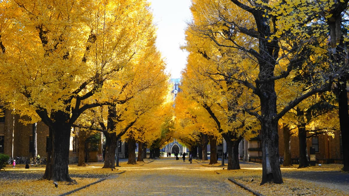 University of Tokyo Ginkgo Avenue
