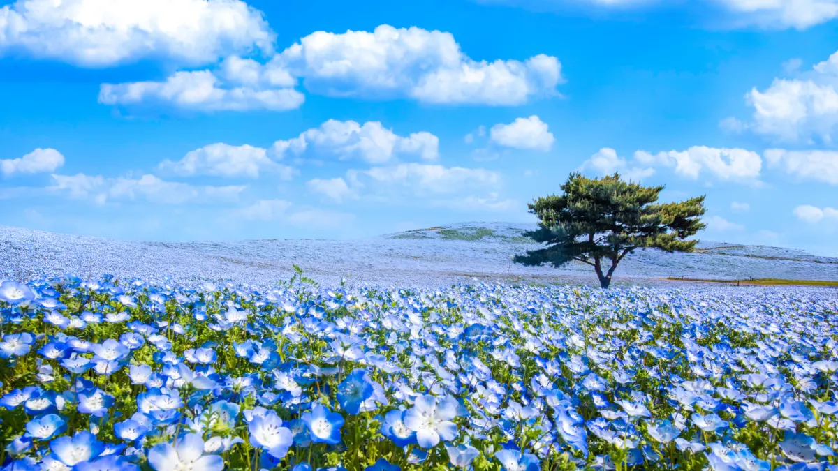 Hitachi Seaside Park