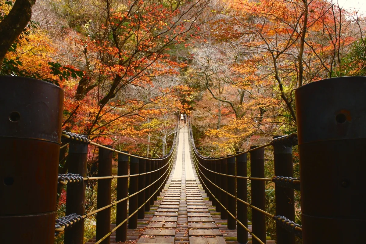 Photogenic suspension bridge with maple fall leaves in Hananuki Gorge, Ibaraki, Japan