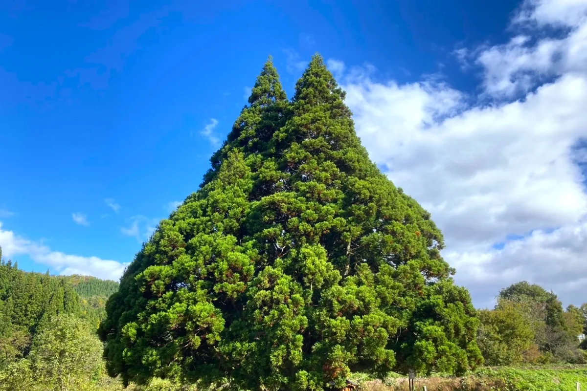 A tree shaped like Totoro from Ghibli in Yamagata, Japan