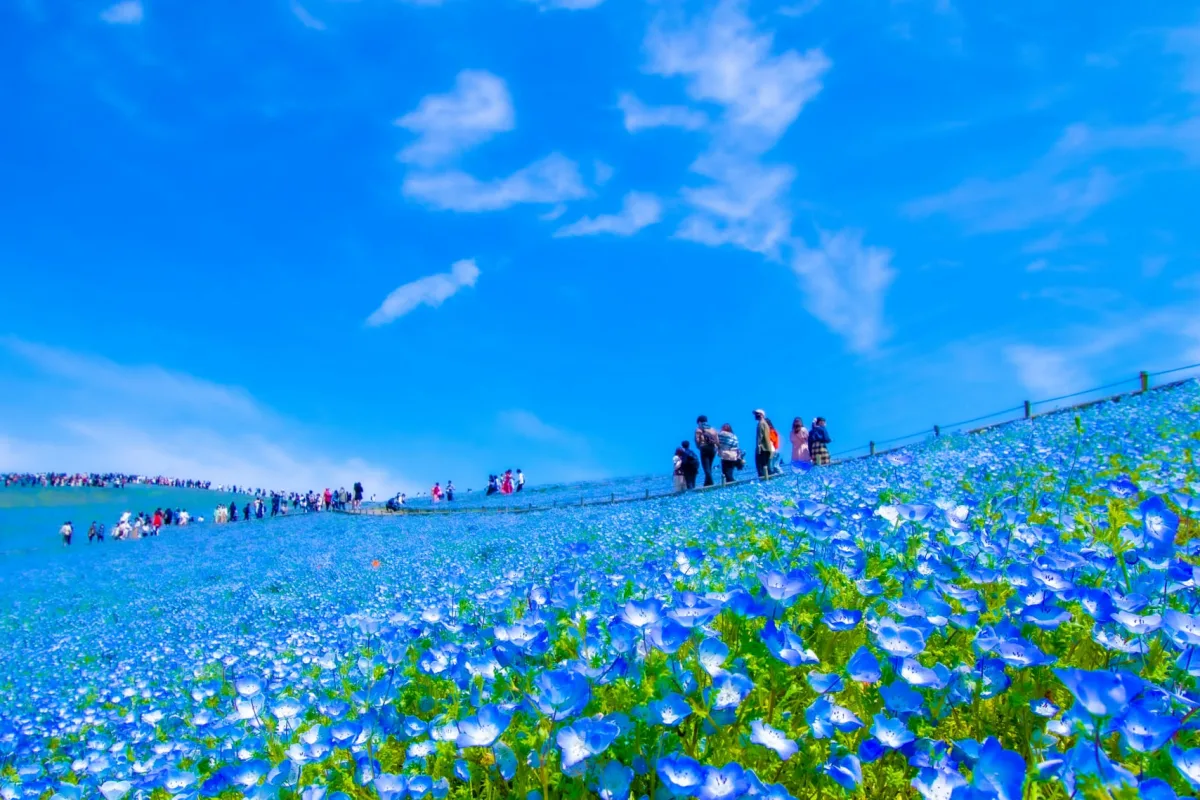 Where to See Japan’s Seasonal Flowers Near Tokyo Throughout the Year