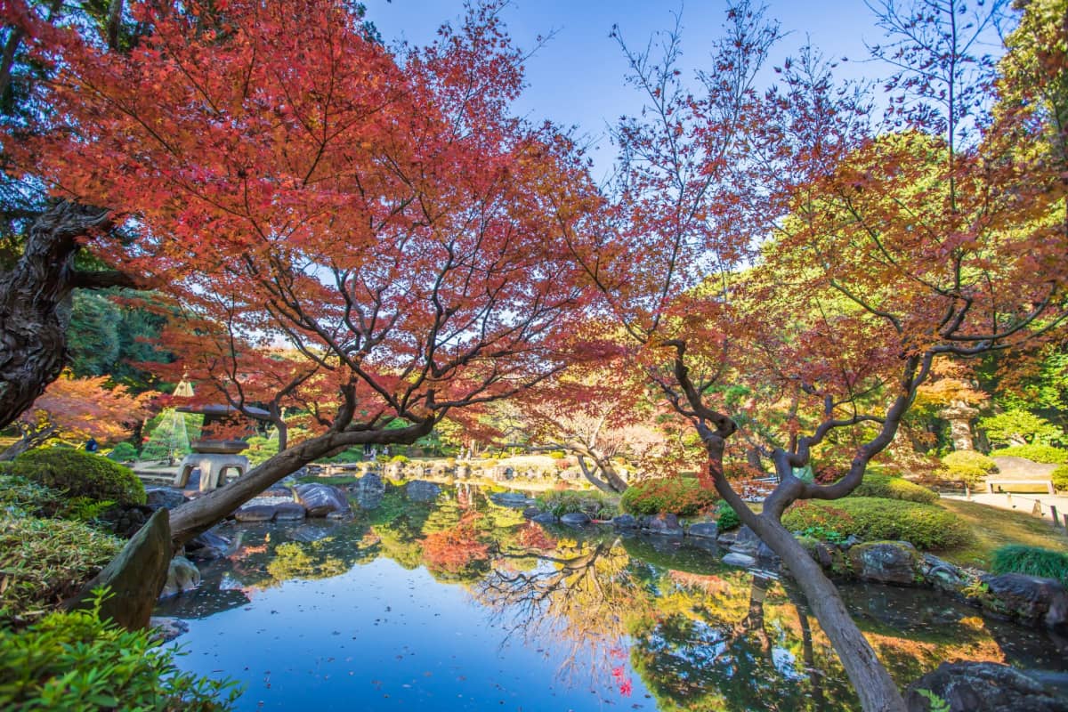 Kyu-Furukawa Gardens - Tokyo autumn foliage spot