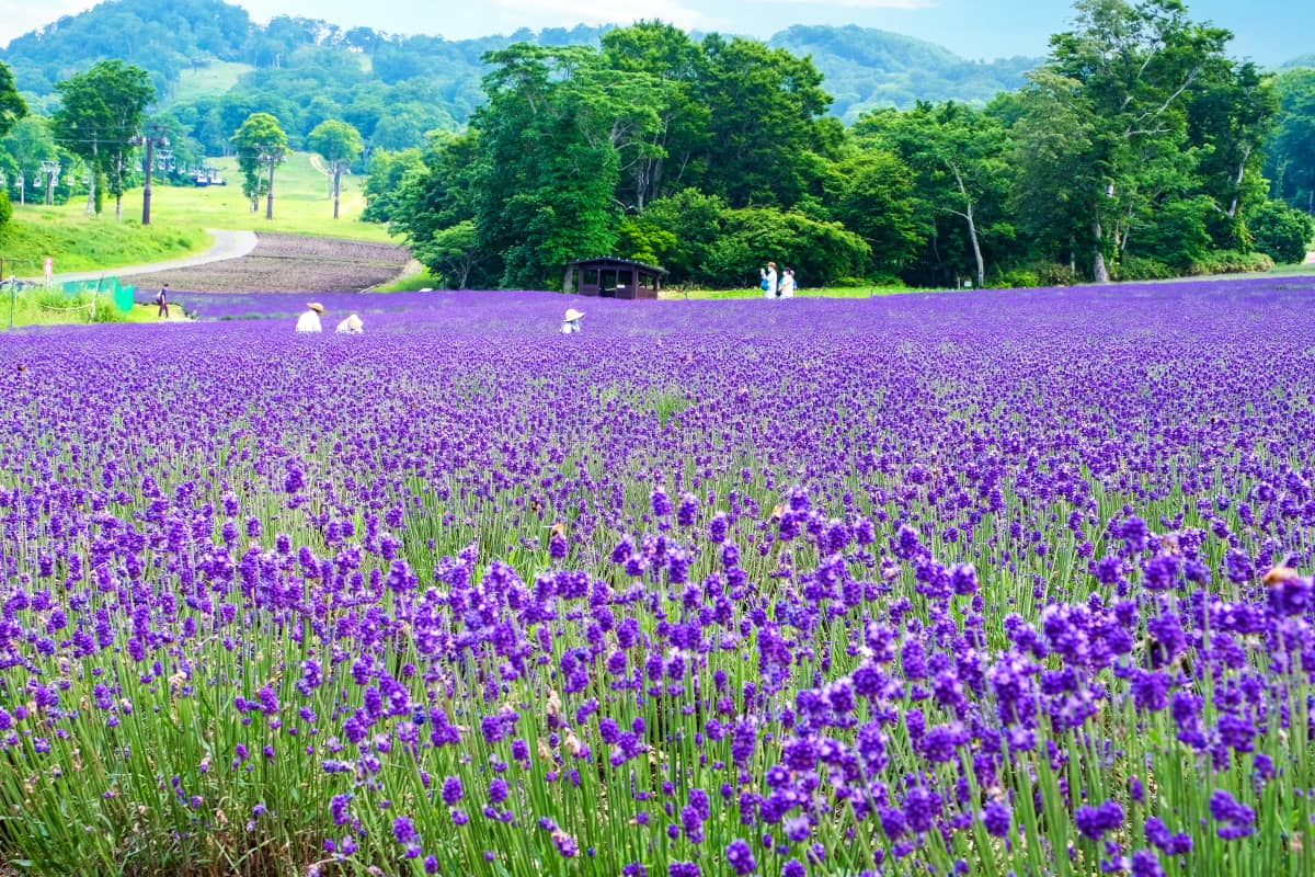 A scenic view of lavender fields with distant mountain backdrop at Tambara Lavender park