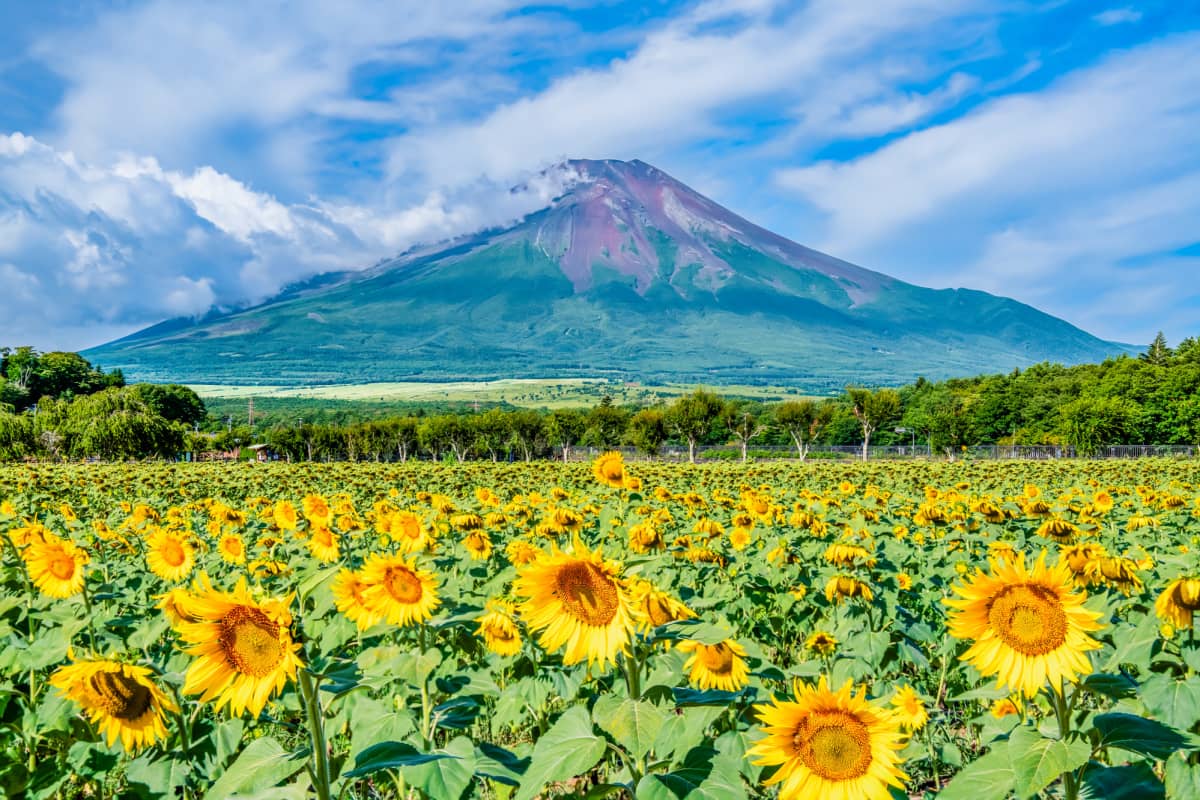 Colorful floral landscapes and walking paths at Yamanakako Hana no Miyako Park