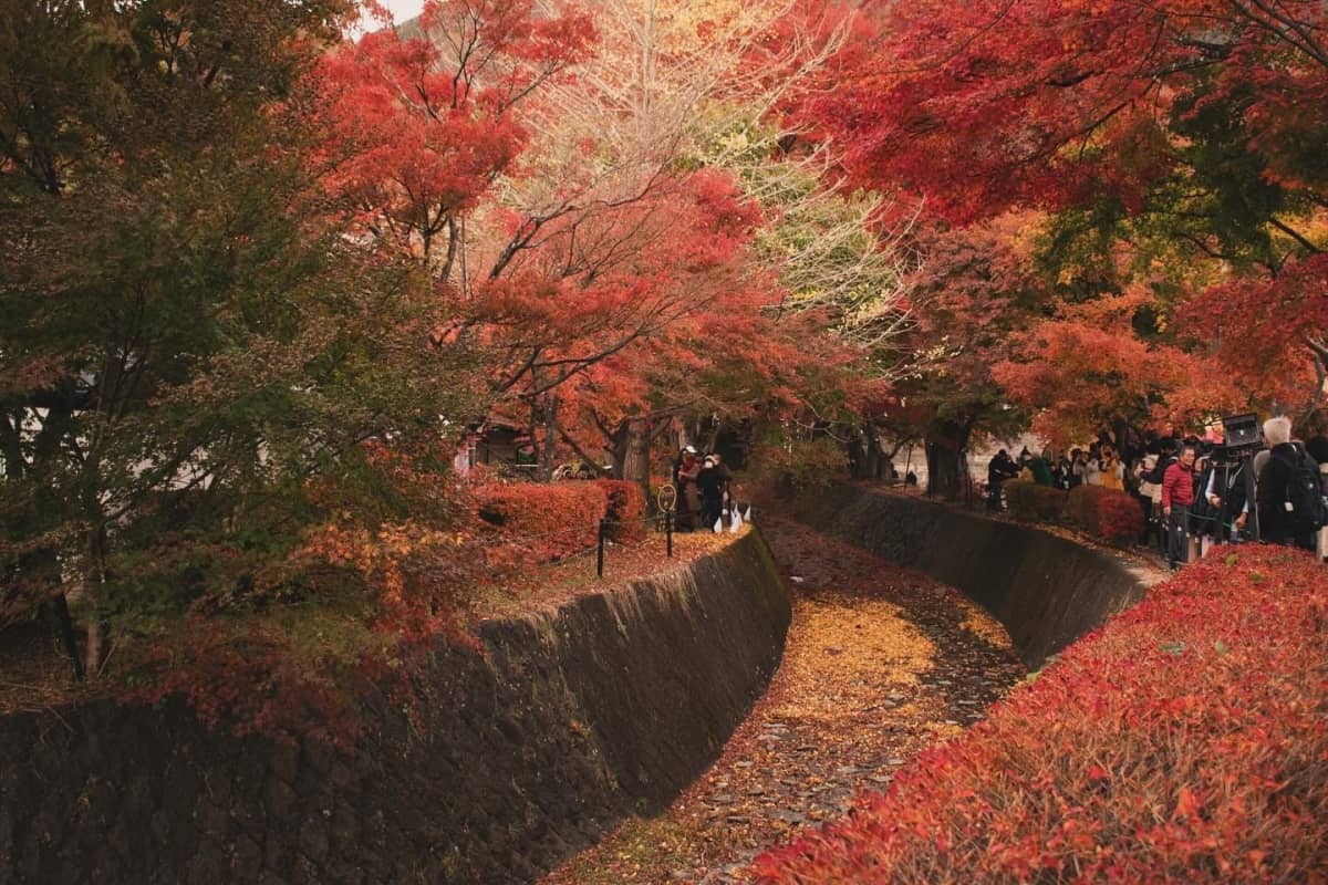 Japan’s Most Beautiful Autumn Maple Walks