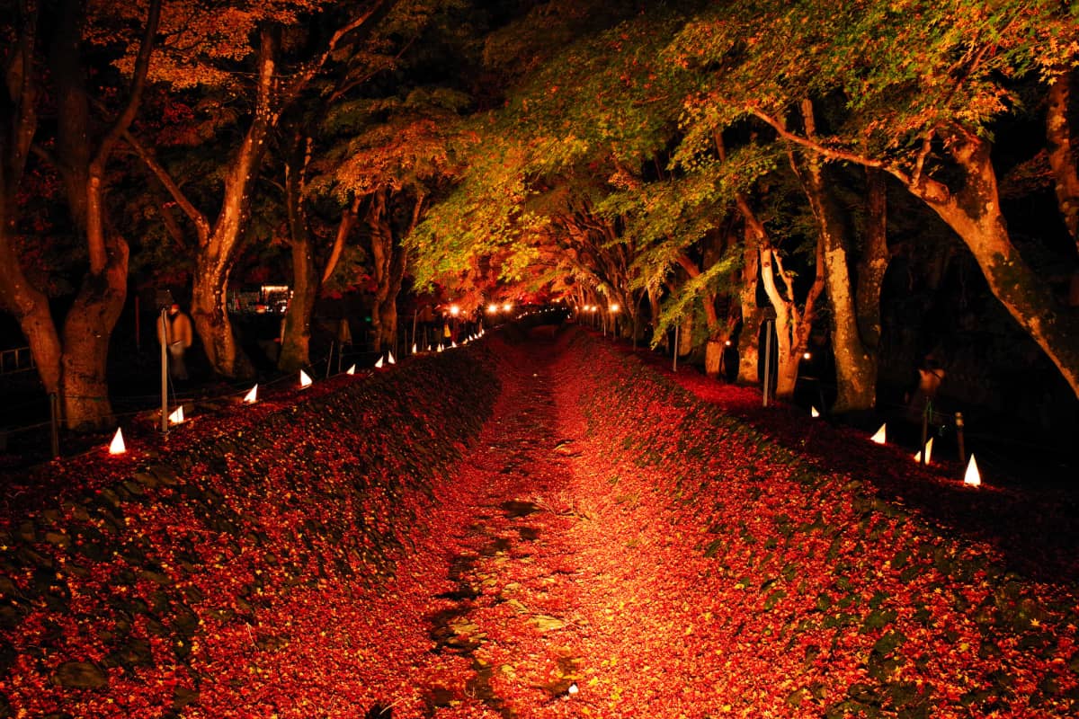 Evening illumination among the maple trees at Kawaguchiko Maple Corridor