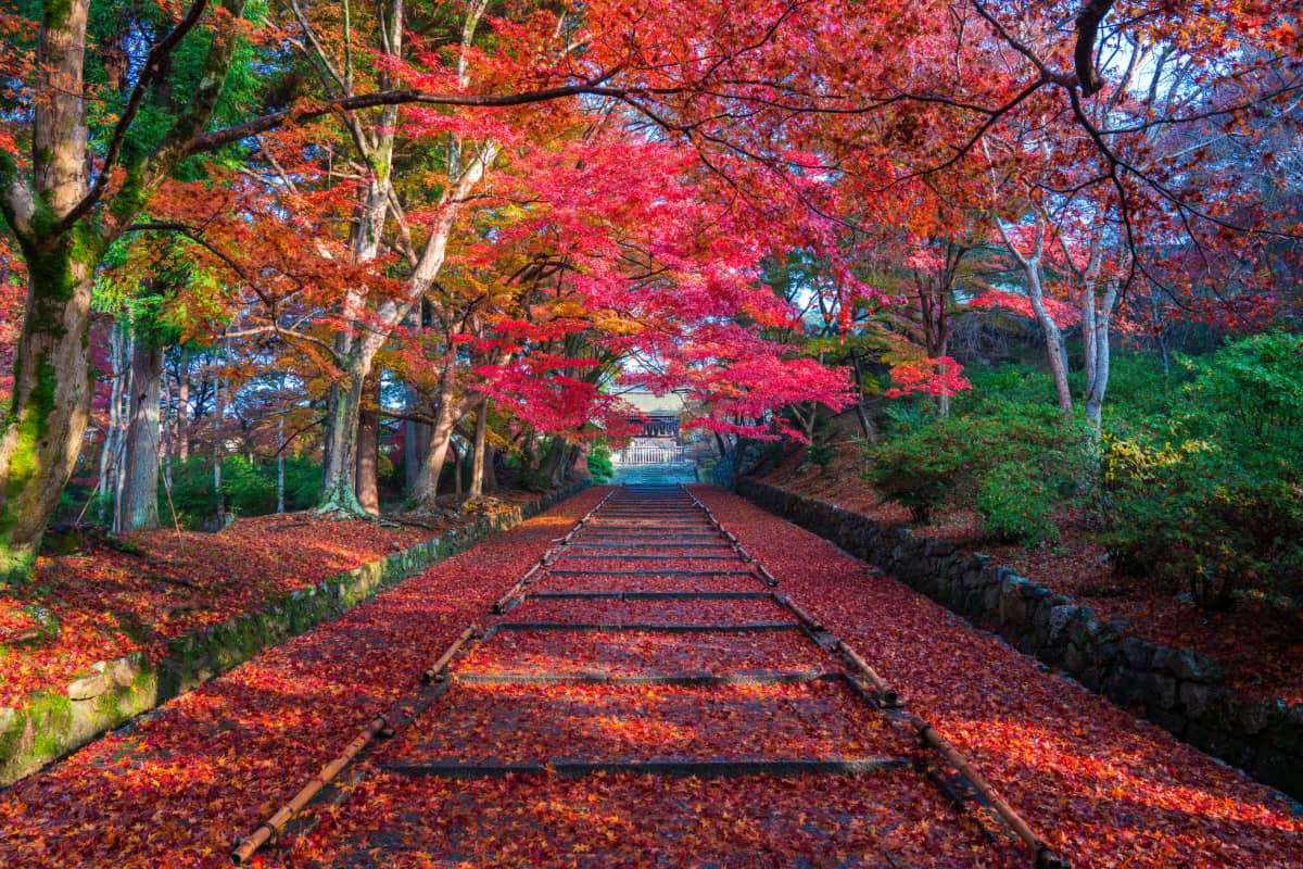 Stone pathway leading to a historic temple framed by maple trees.