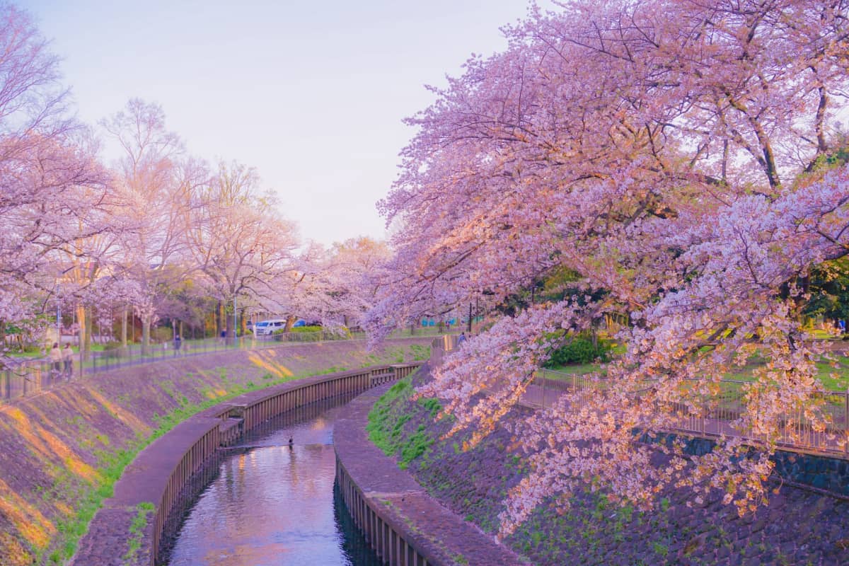 Riverside park with cherry blossom trees lining the Zenpukuji River in Tokyo.